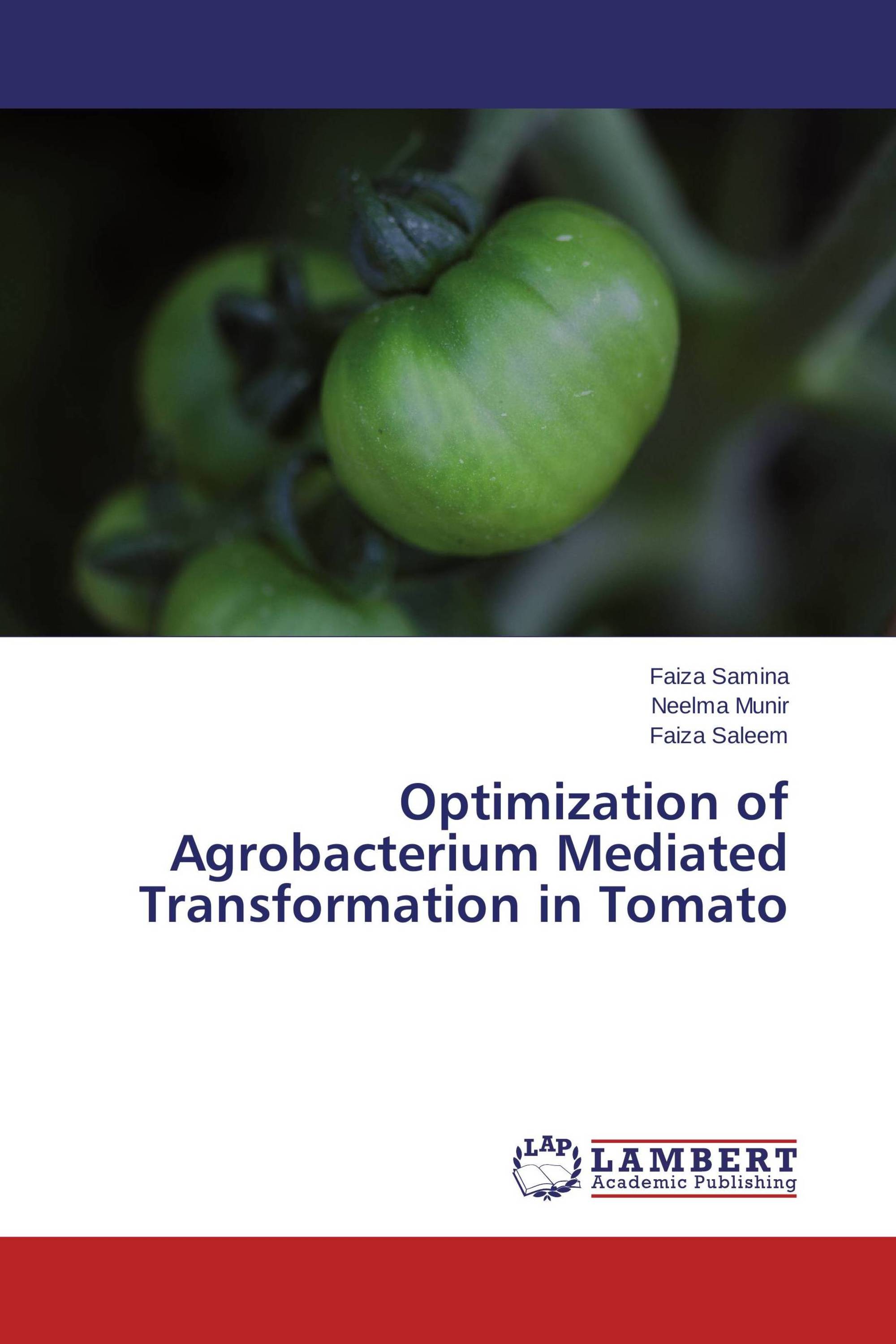 Optimization Of Agrobacterium Mediated Transformation In Tomato