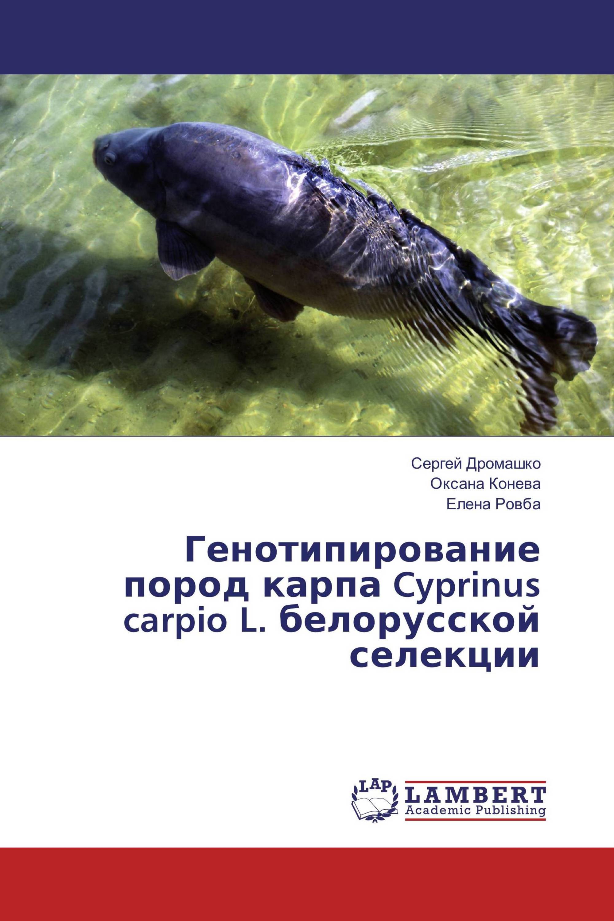 Генотипирование пород карпа Cyprinus carpio L. белорусской селекции