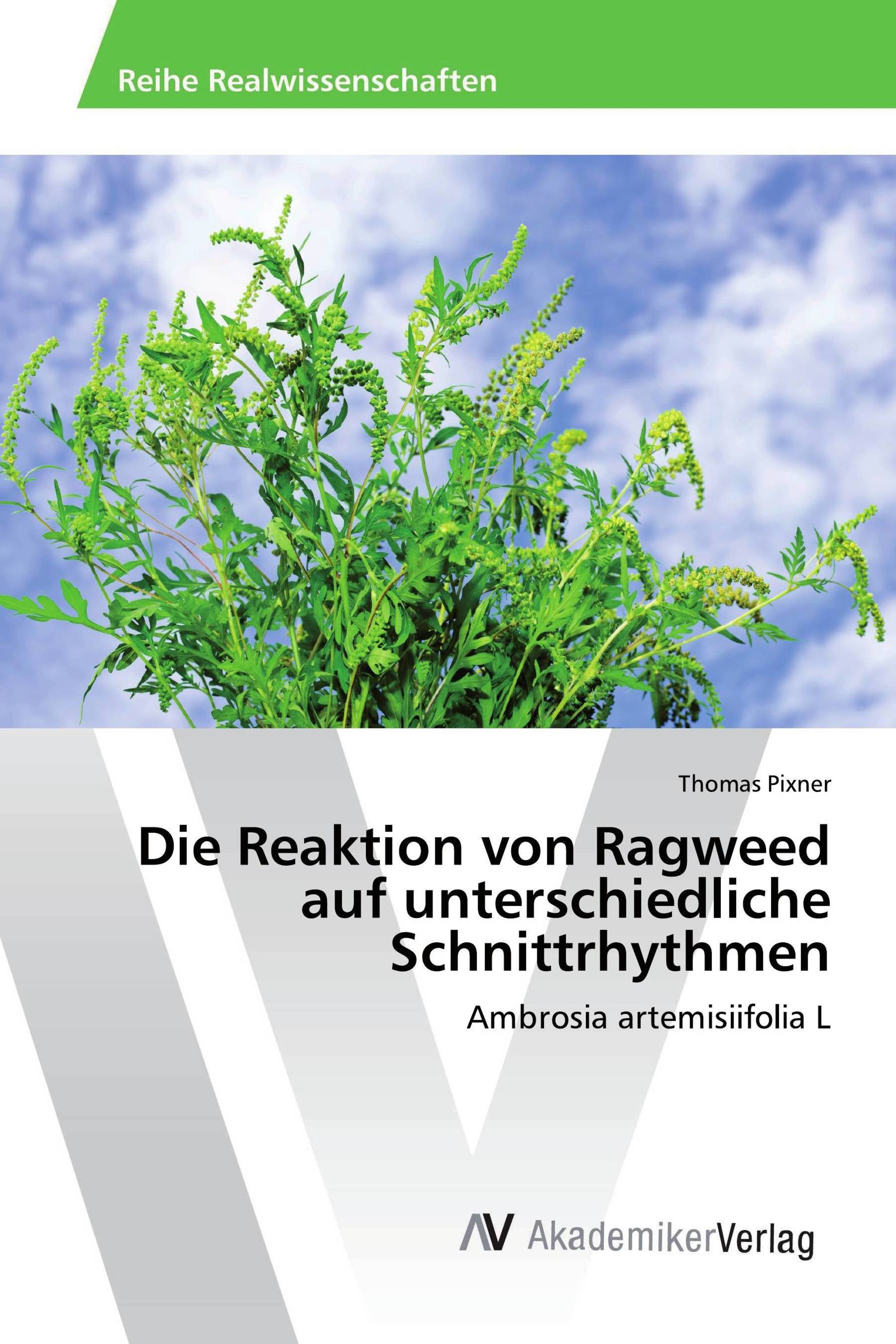 Die Reaktion von Ragweed auf unterschiedliche Schnittrhythmen