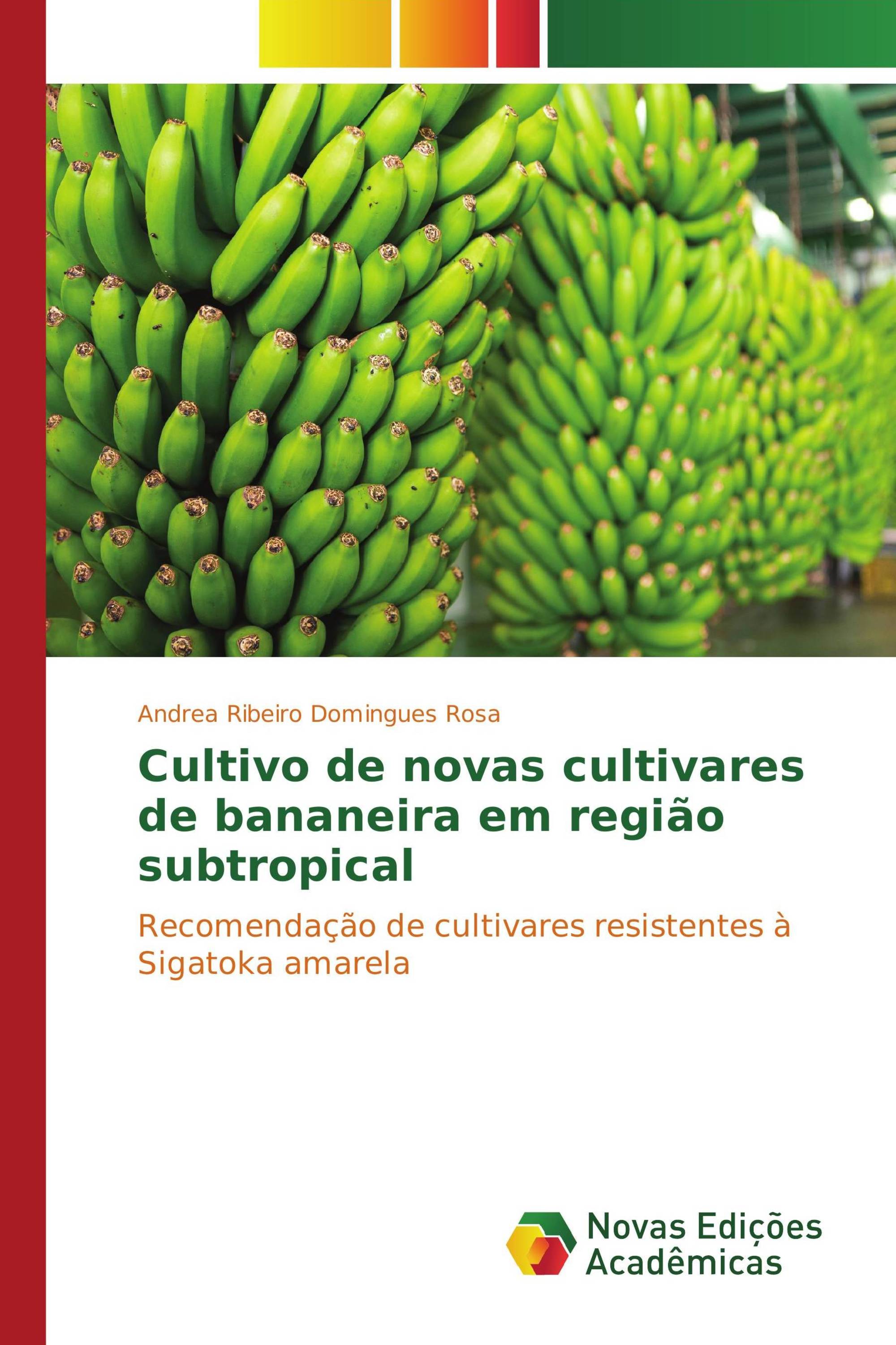 Cultivo de novas cultivares de bananeira em região subtropical