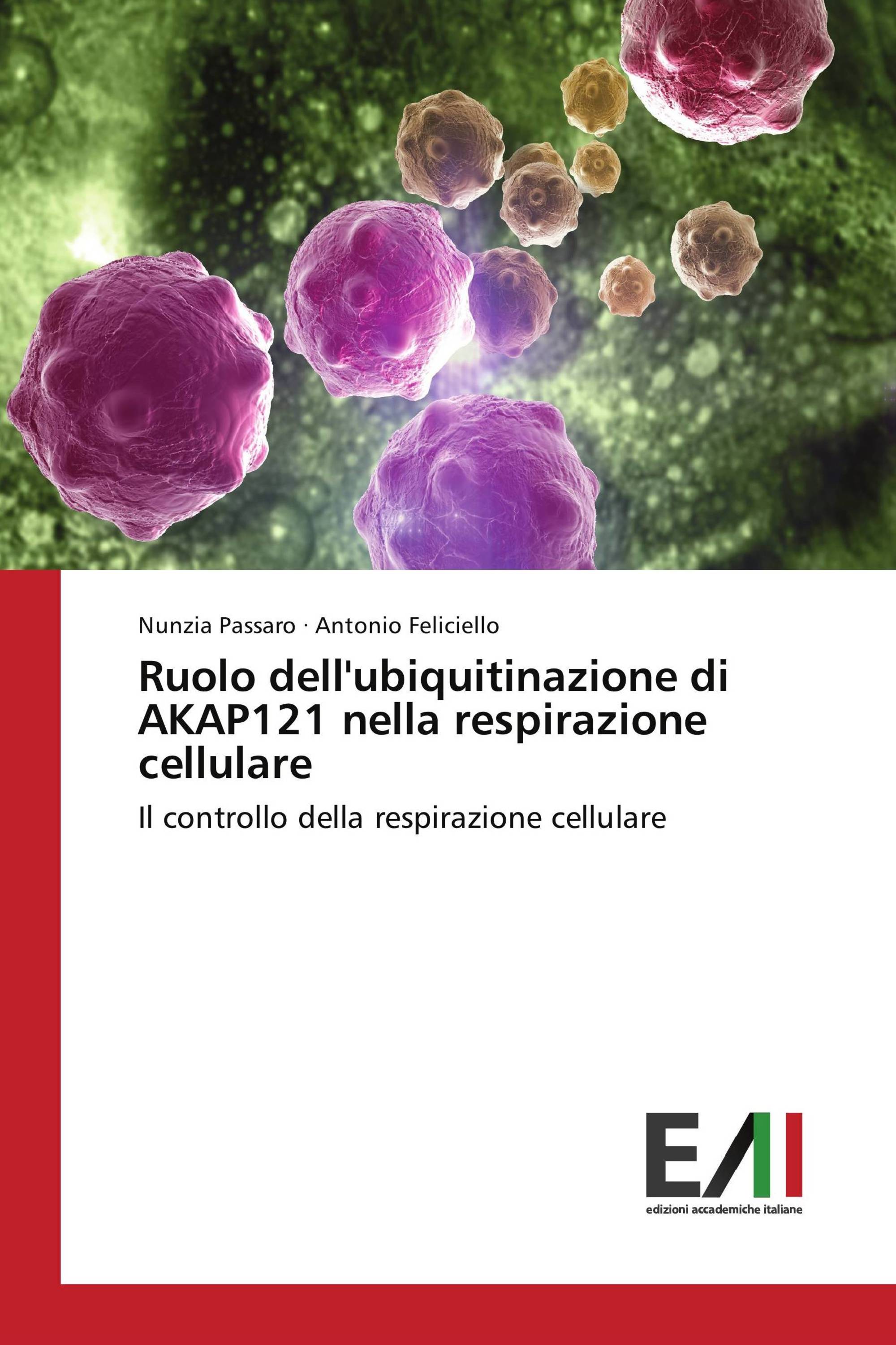 Ruolo dell'ubiquitinazione di AKAP121 nella respirazione cellulare