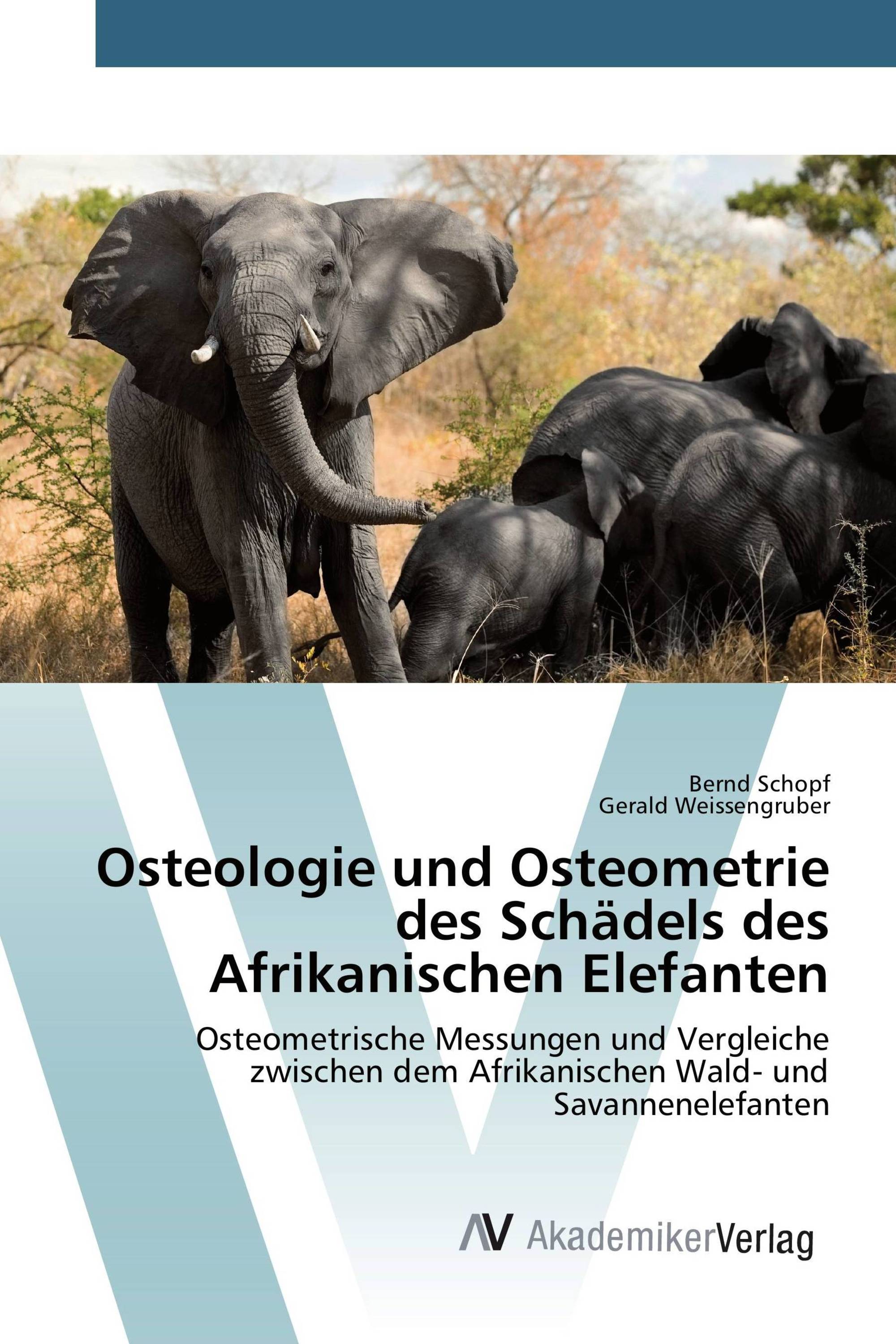 Osteologie und Osteometrie des Schädels des Afrikanischen Elefanten