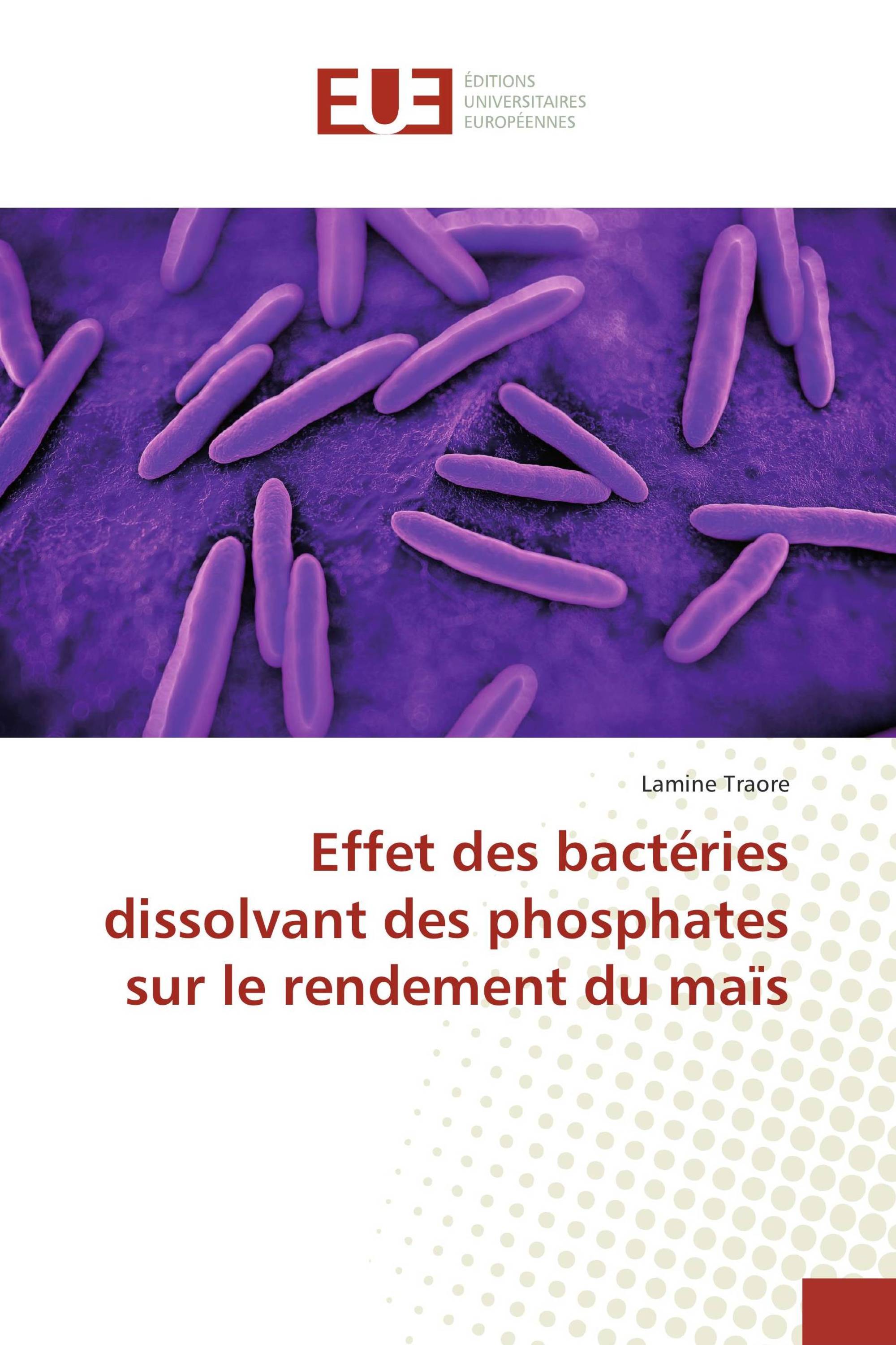 Effet des bactéries dissolvant des phosphates sur le rendement du maïs