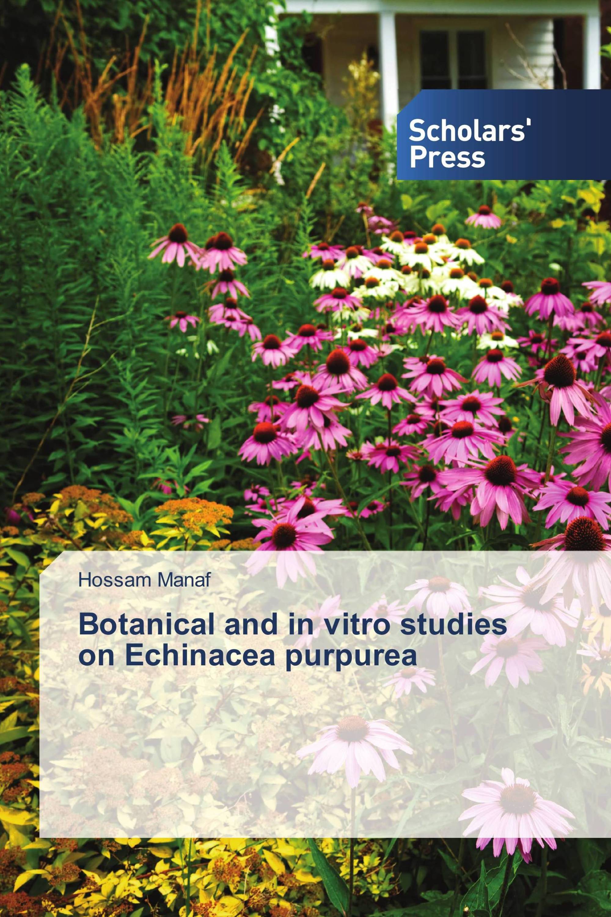 Botanical and in vitro studies on Echinacea purpurea