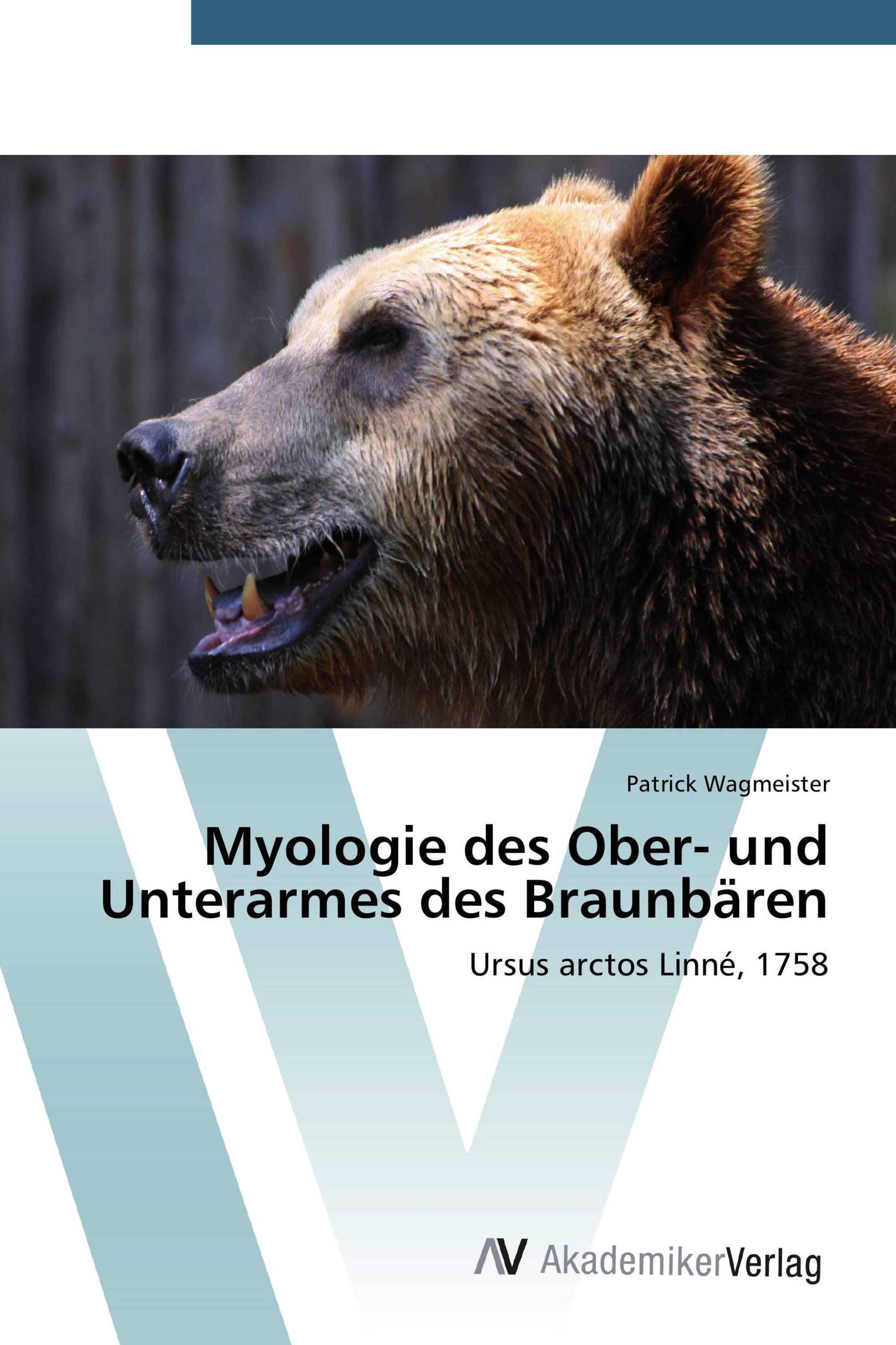 Myologie des Ober- und Unterarmes des Braunbären