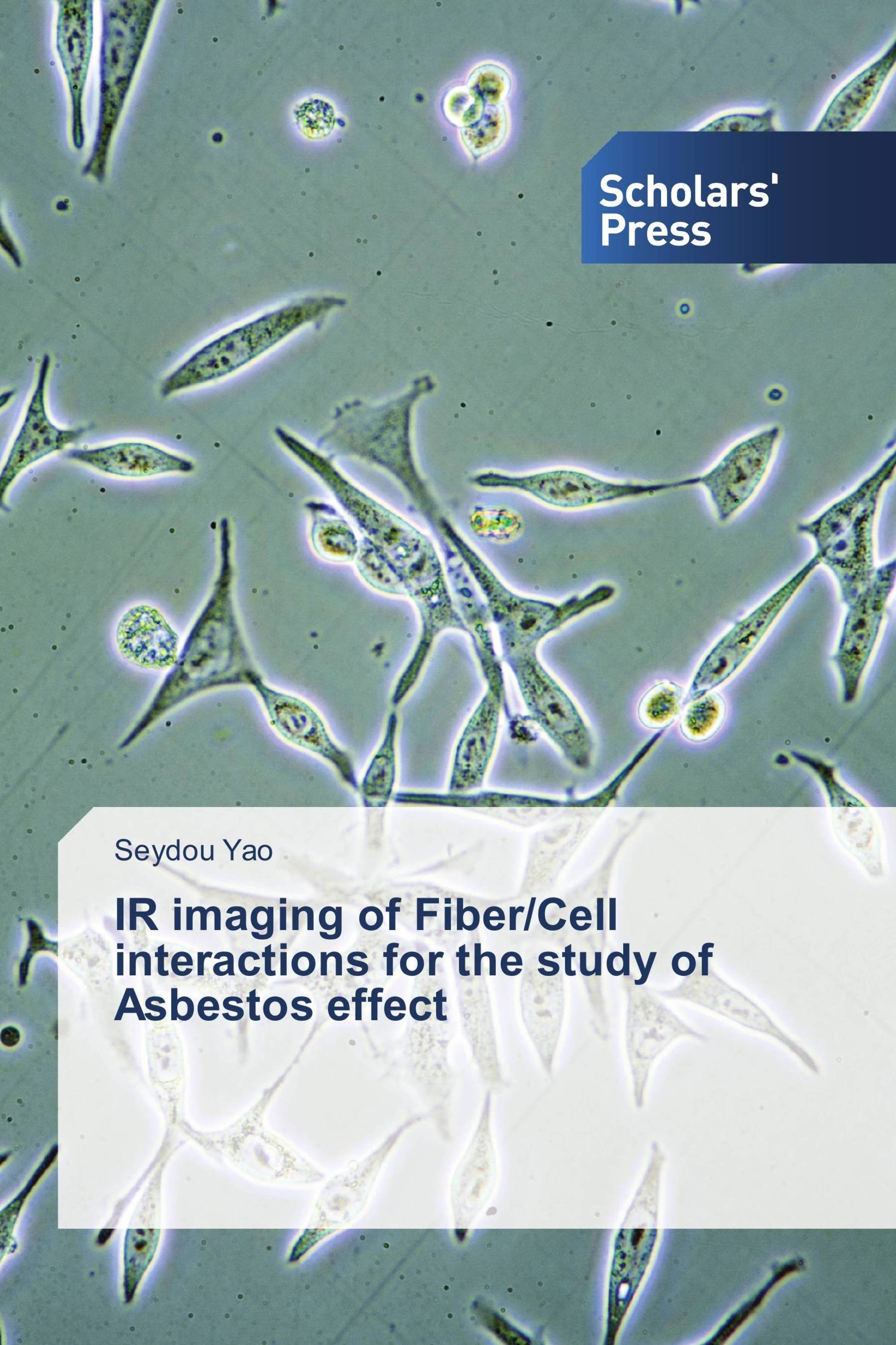 IR imaging of Fiber/Cell interactions for the study of Asbestos effect