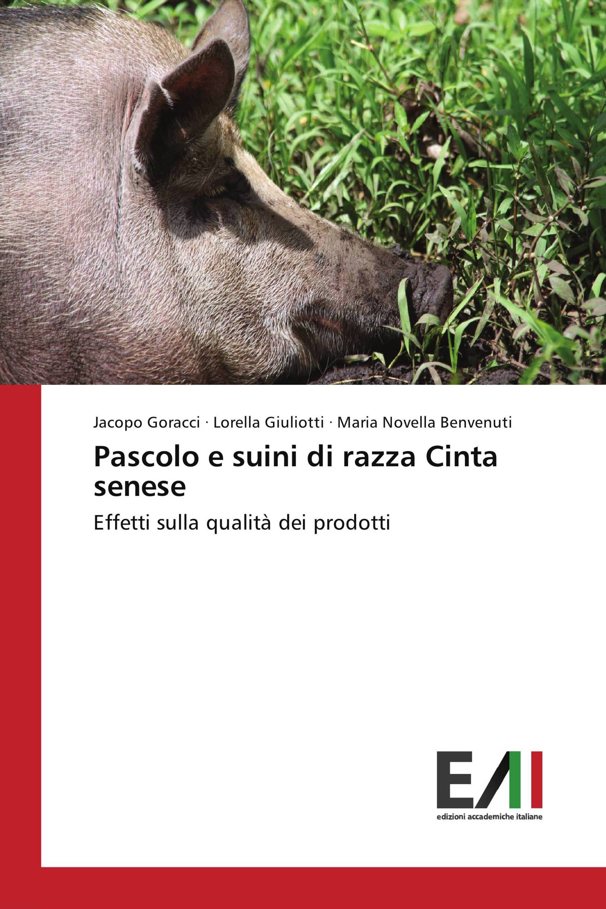 Pascolo e suini di razza Cinta senese