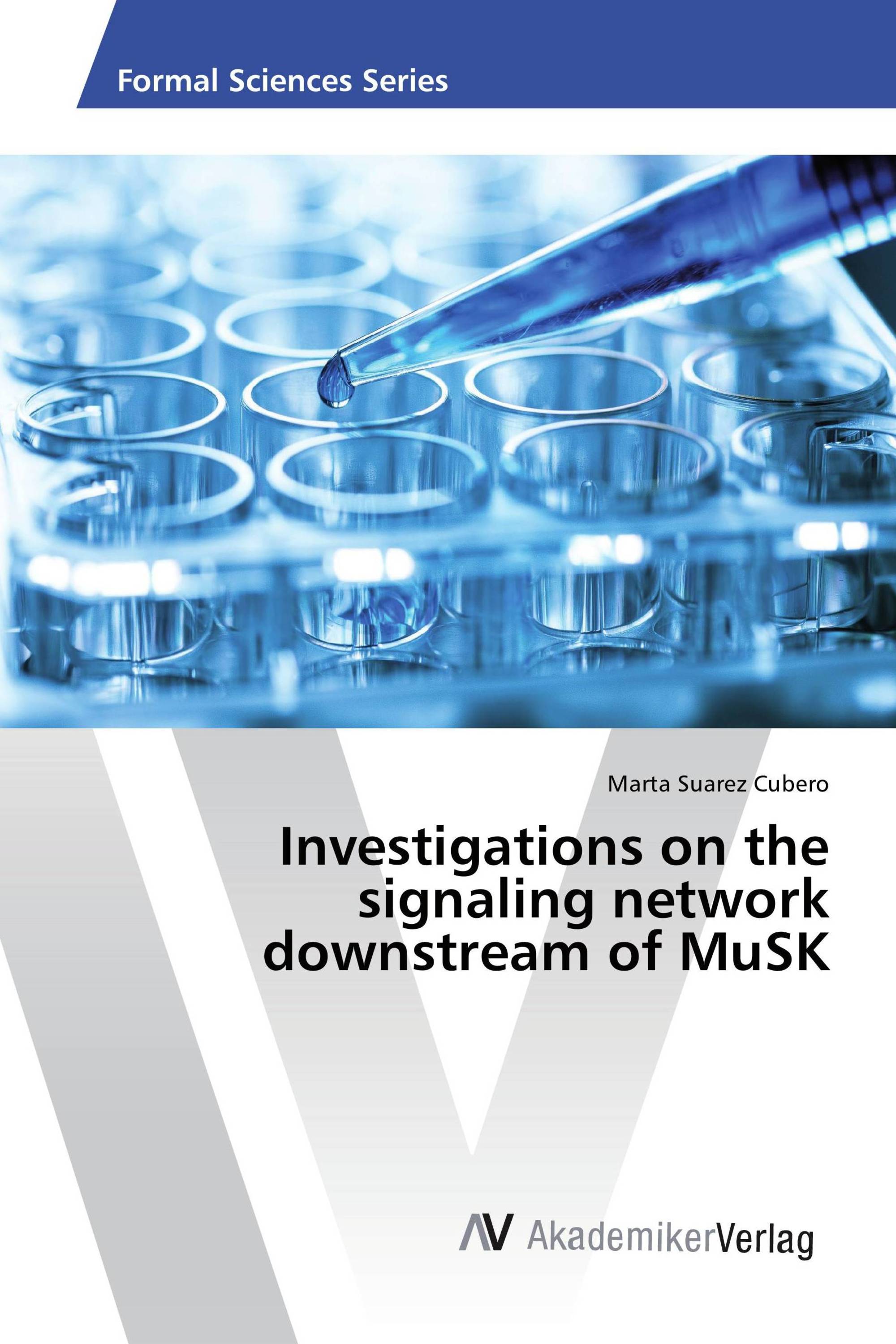 Investigations on the signaling network downstream of MuSK