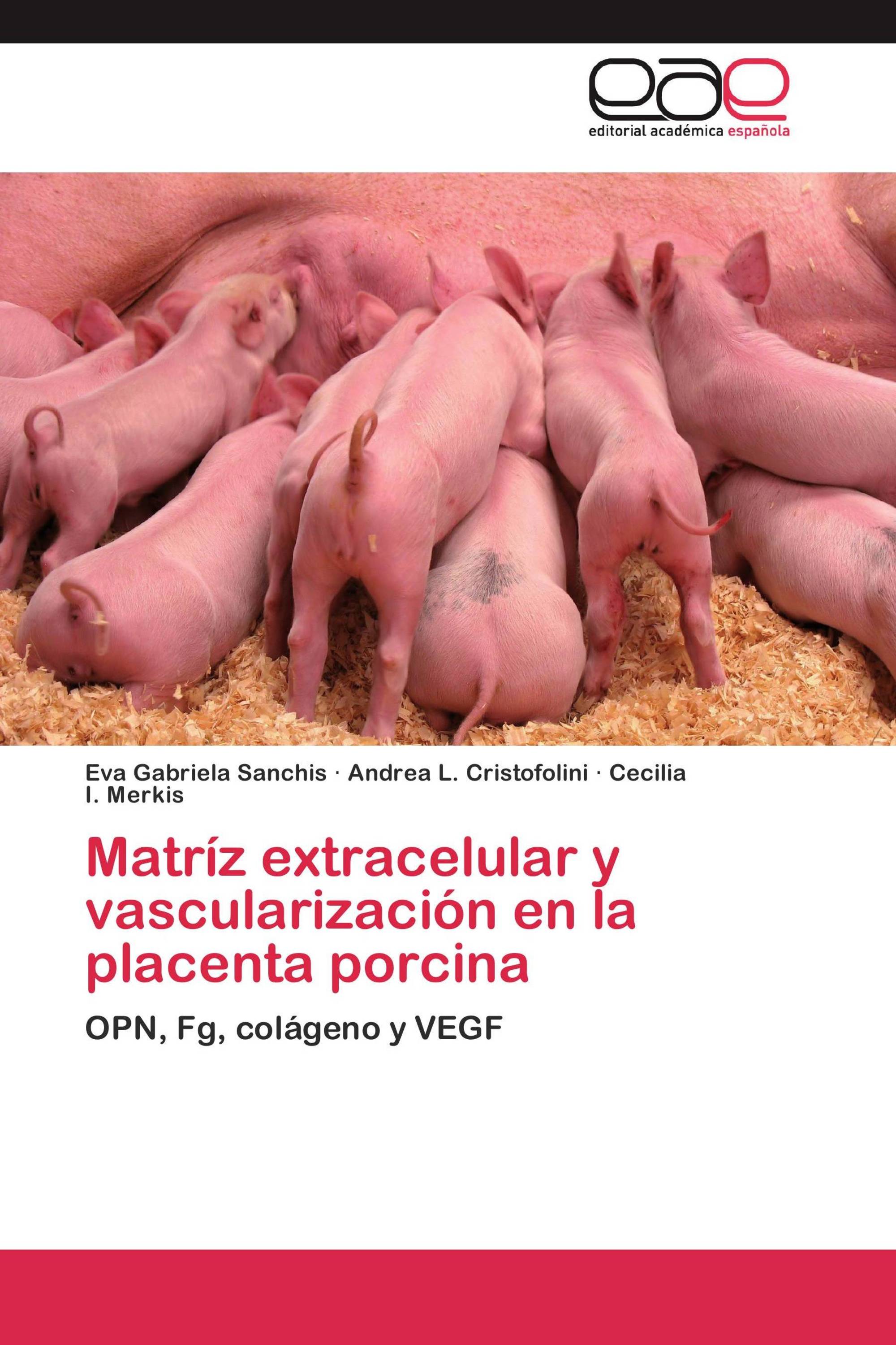 Matríz extracelular y vascularización en la placenta porcina