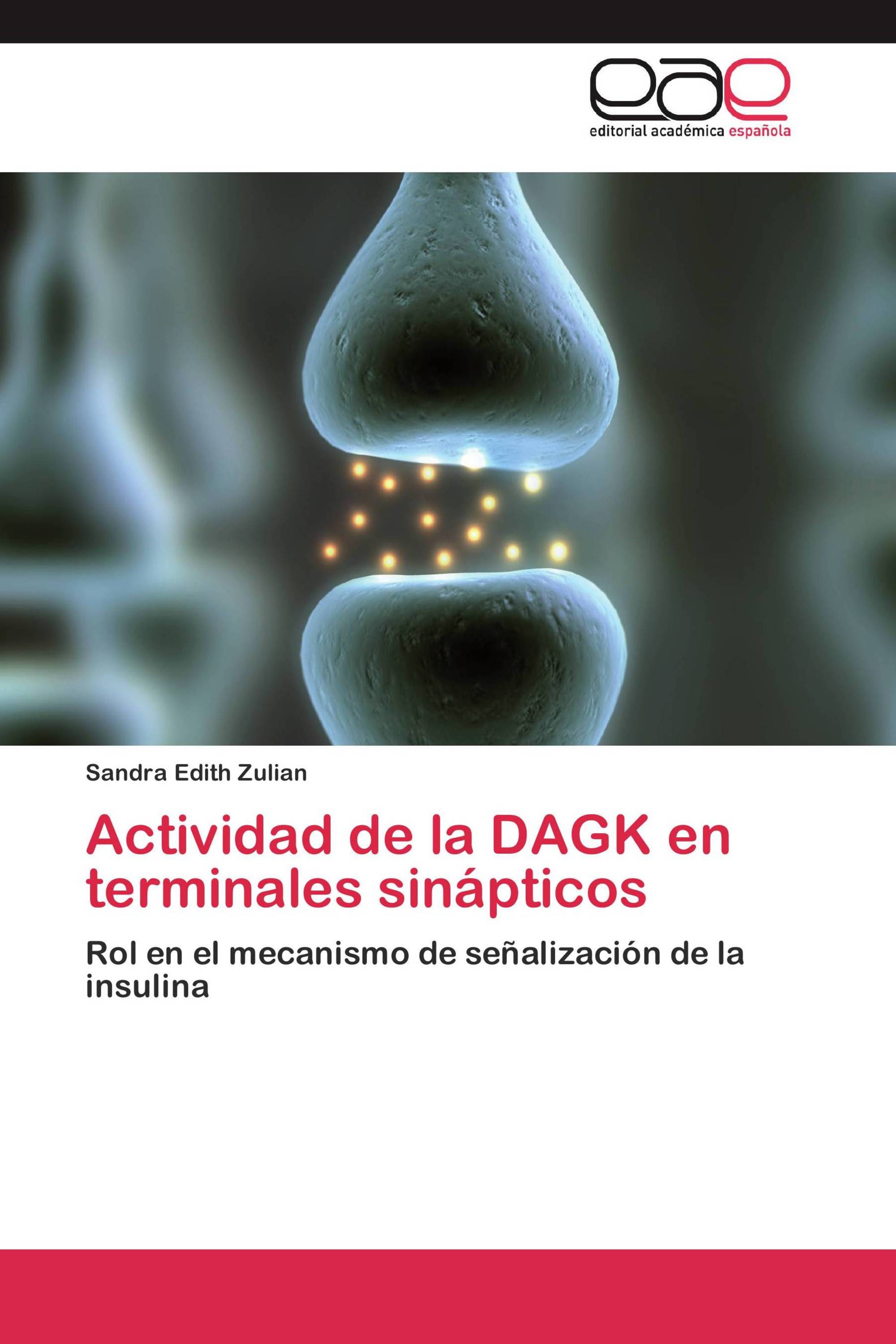 Actividad de la DAGK en terminales sinápticos