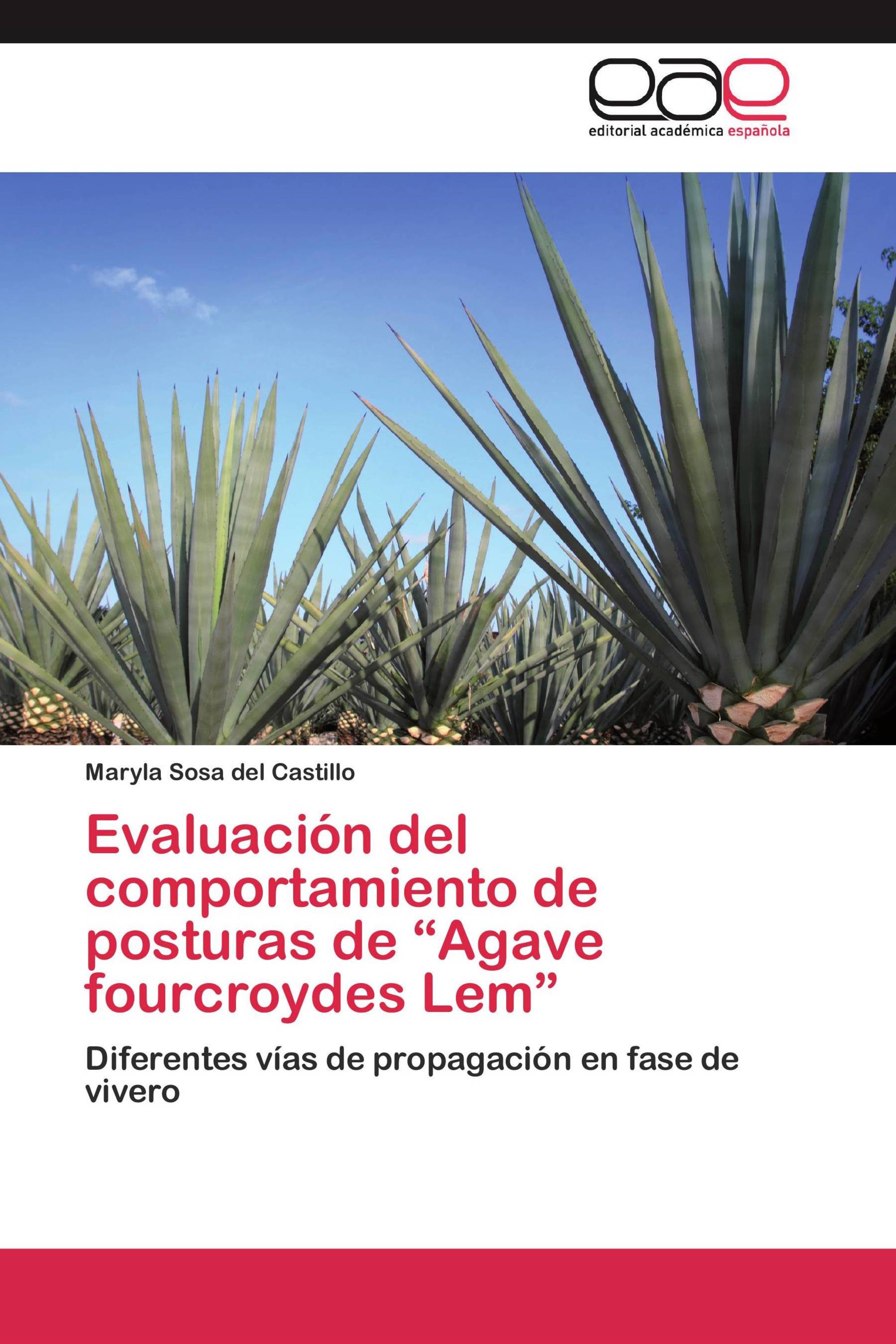 Evaluación del comportamiento de posturas de “Agave fourcroydes Lem”