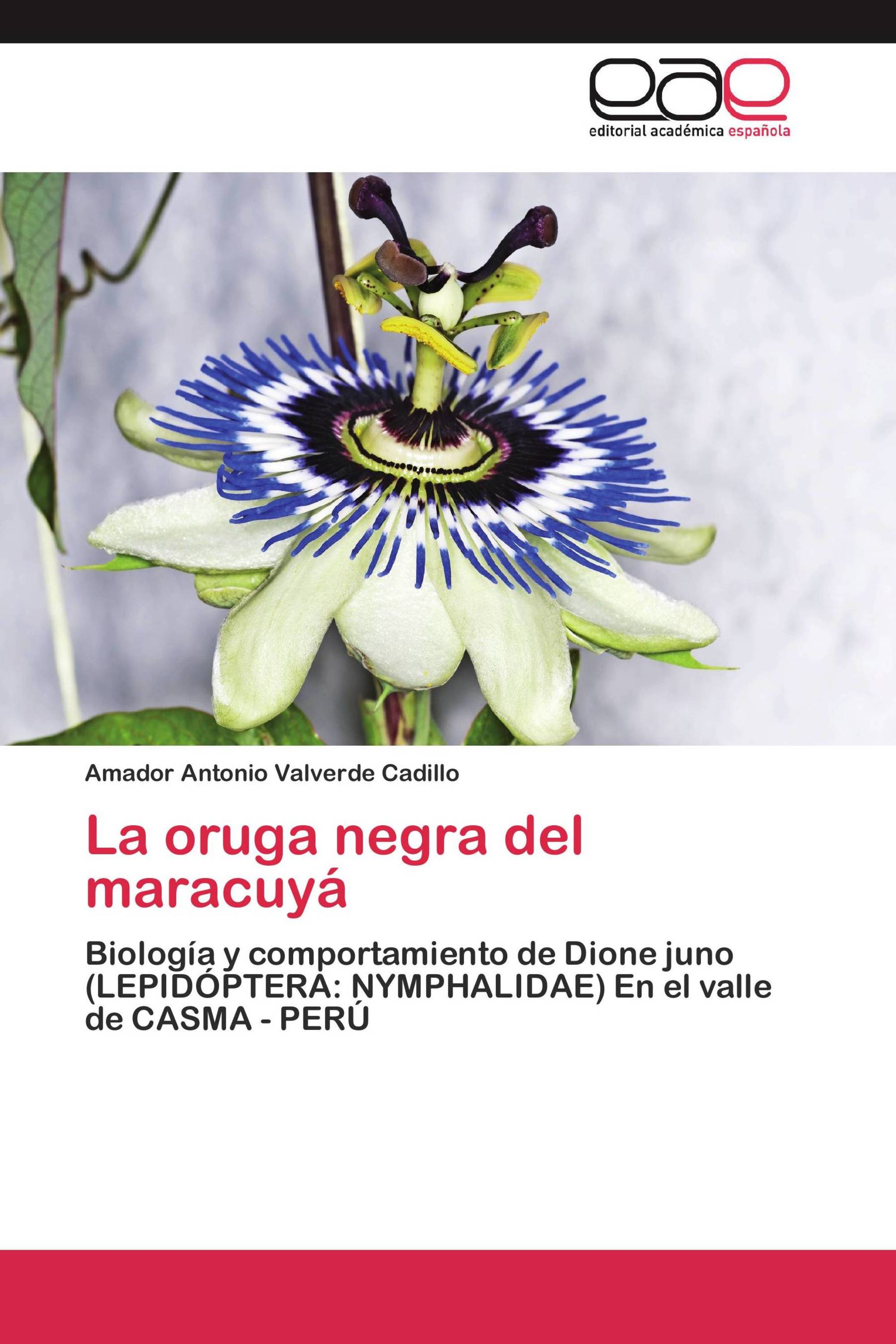 La oruga negra del maracuyá