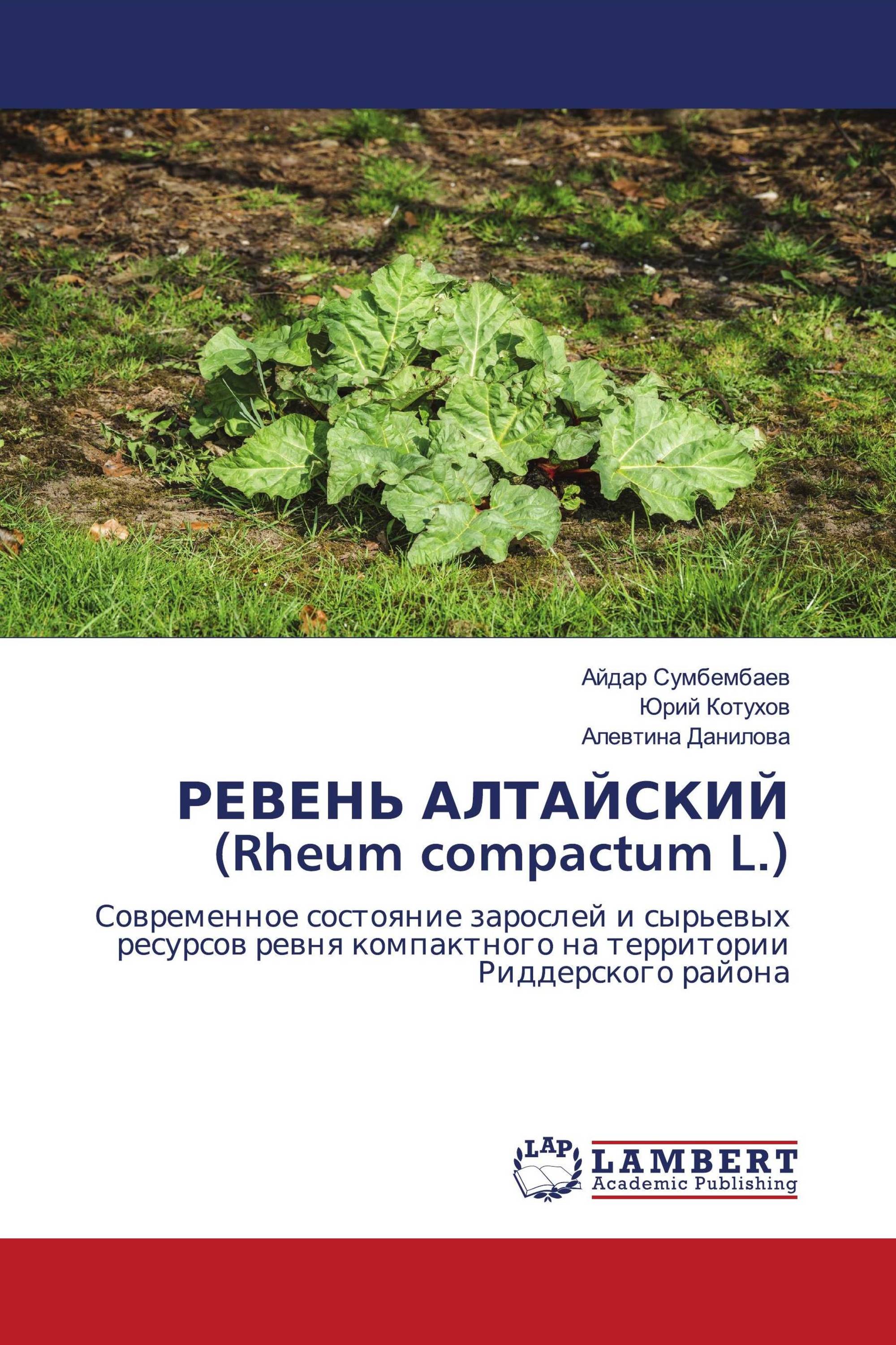 РЕВЕНЬ АЛТАЙСКИЙ (Rheum compactum L.)