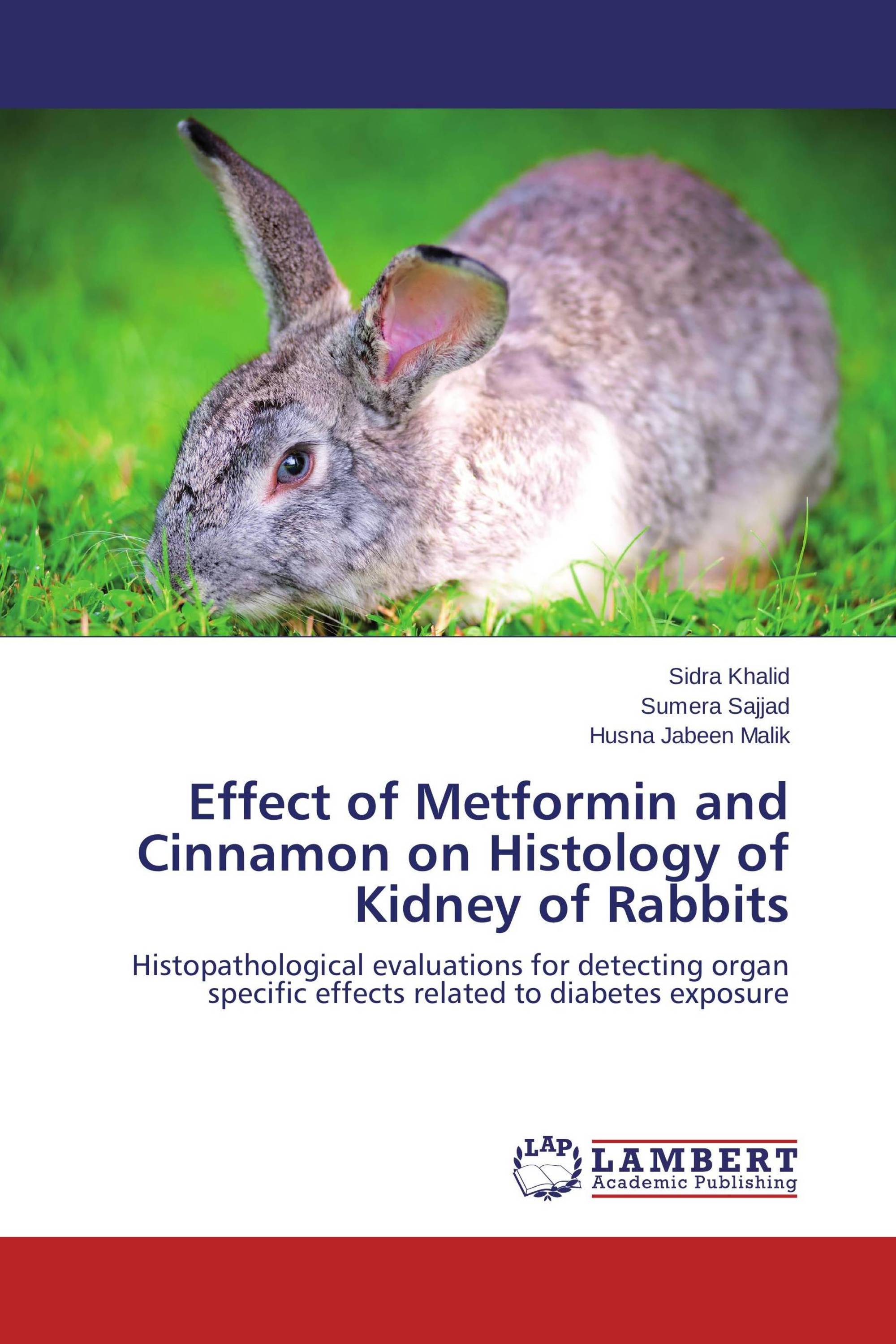 Effect of Metformin and Cinnamon on Histology of Kidney of Rabbits