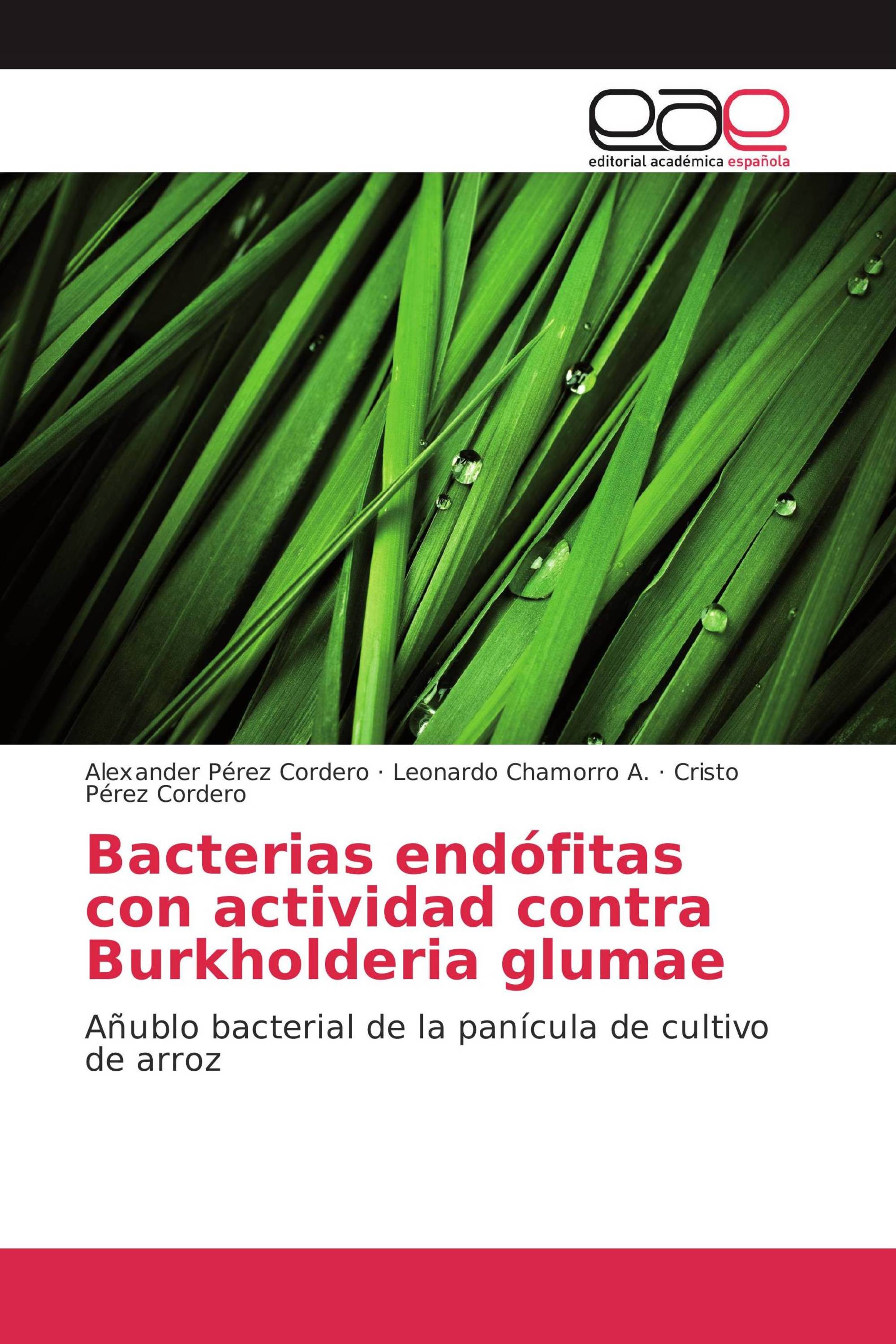 Bacterias endófitas con actividad contra Burkholderia glumae