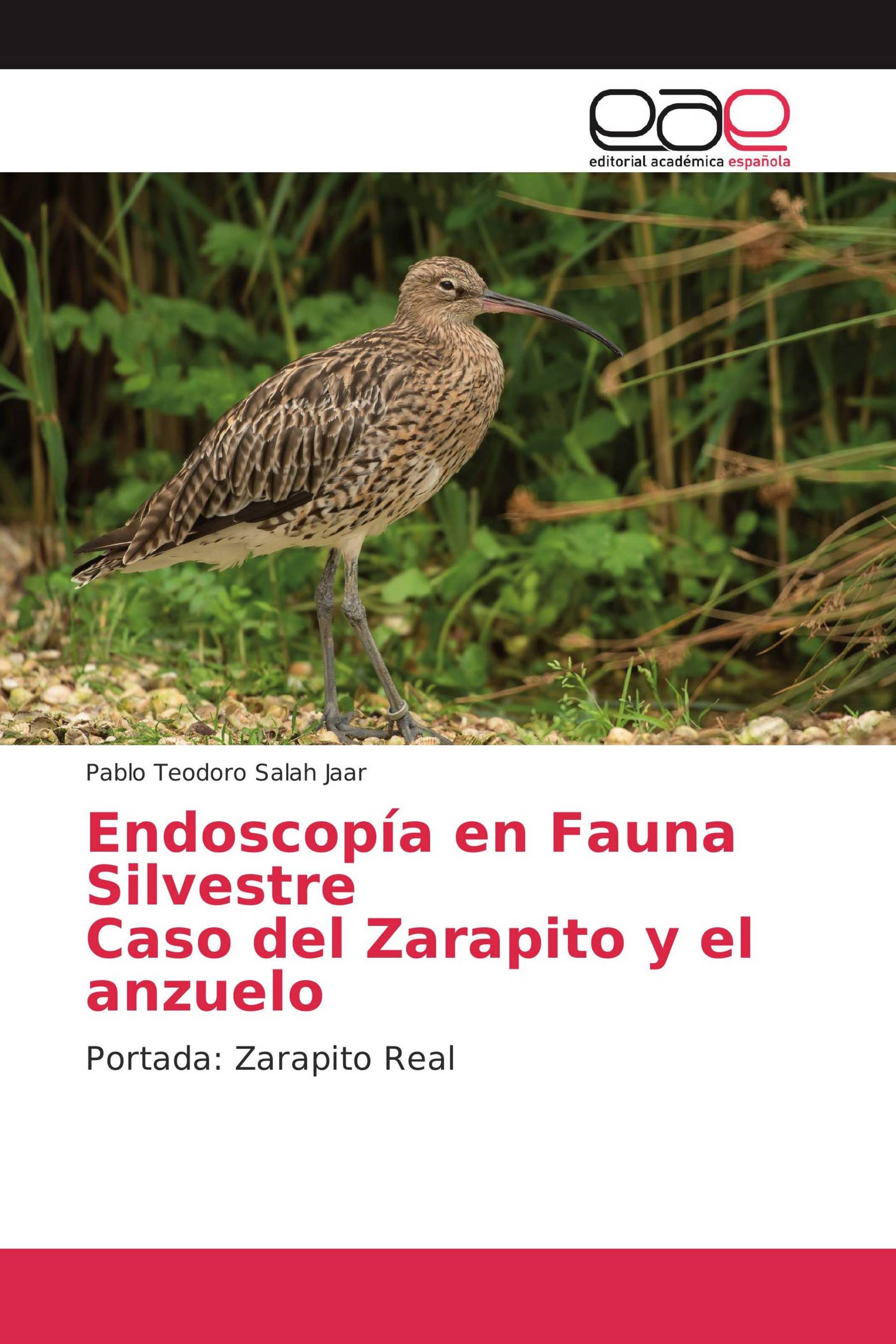 Endoscopía en Fauna Silvestre Caso del Zarapito y el anzuelo