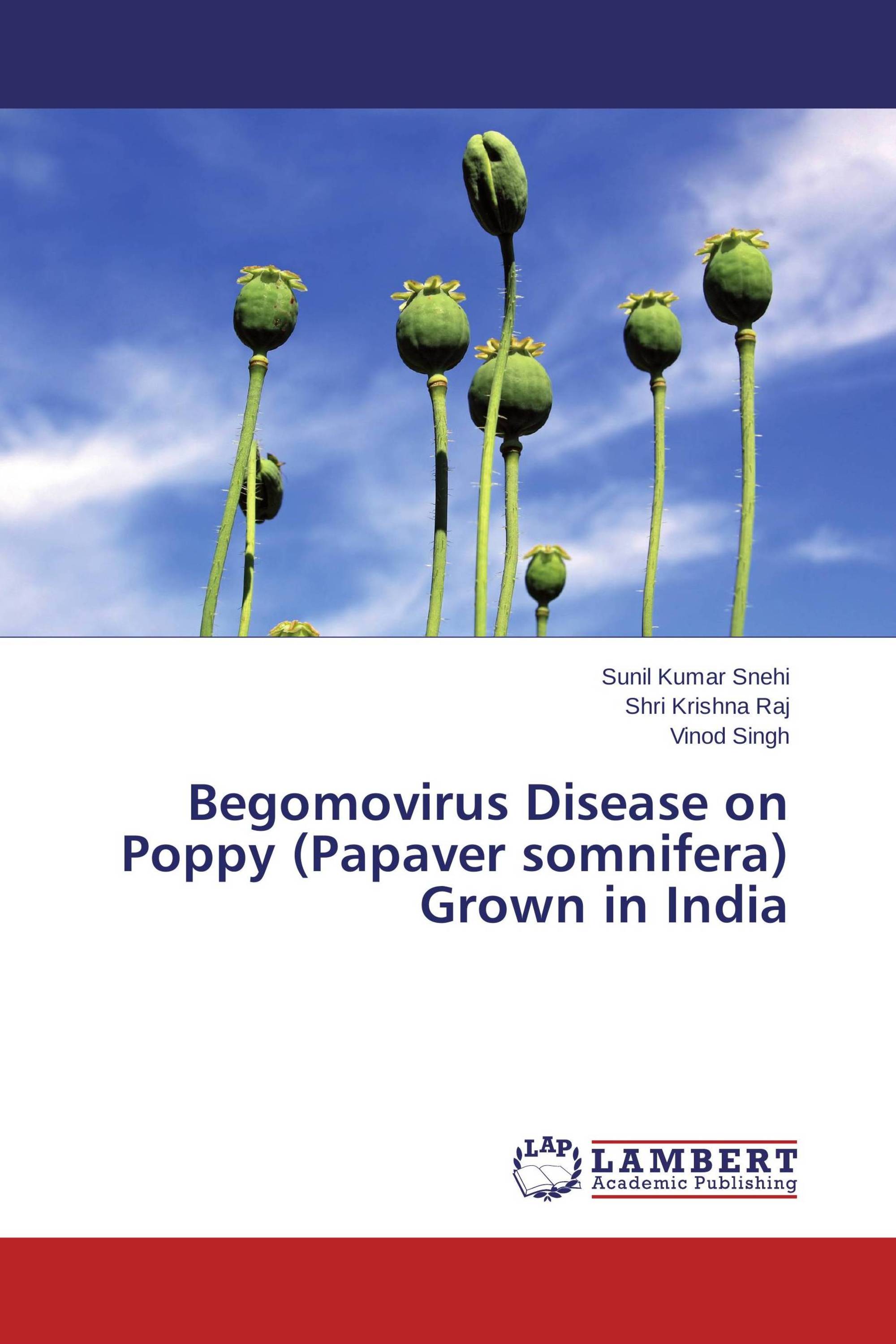 Begomovirus thesis 08 picture