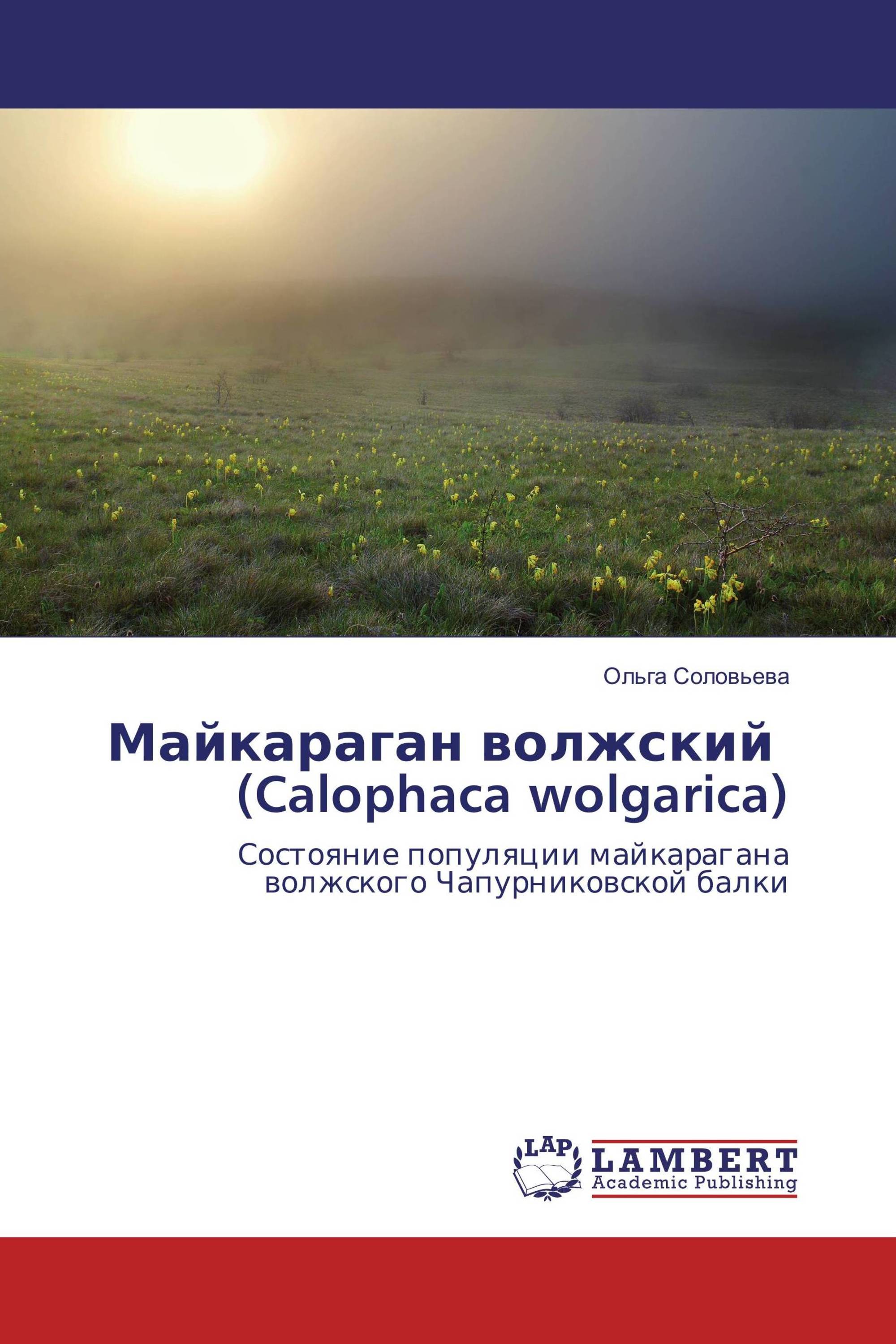 Майкараган волжский (Calophaca wolgarica)