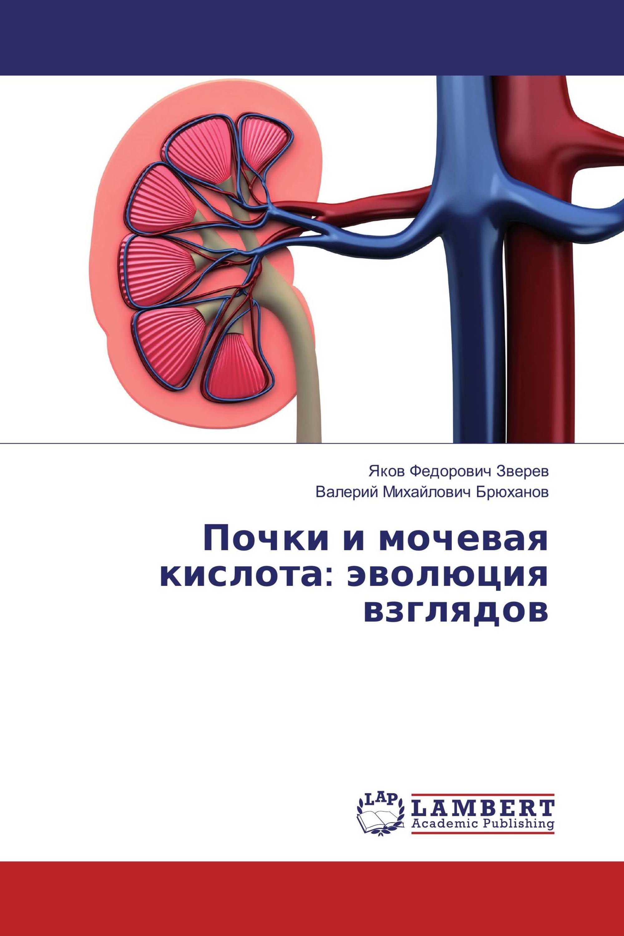 Почки и мочевая кислота: эволюция взглядов