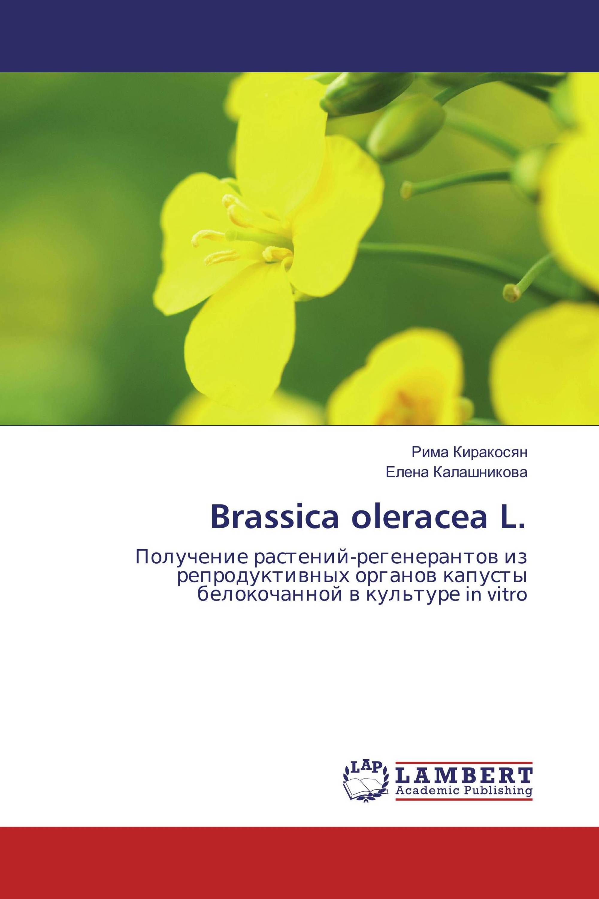 Brassica oleracea L.