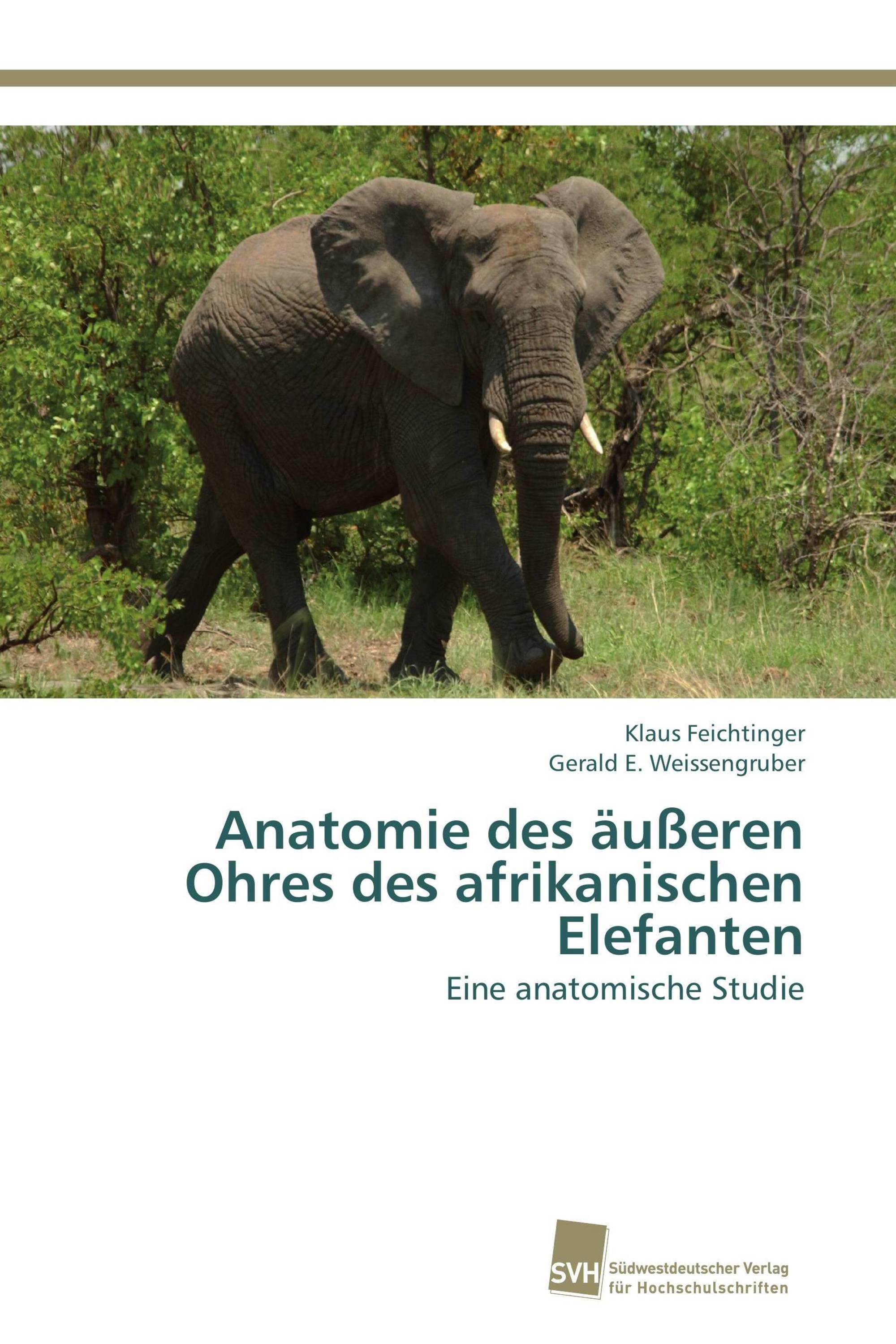 Anatomie des äußeren Ohres des afrikanischen Elefanten