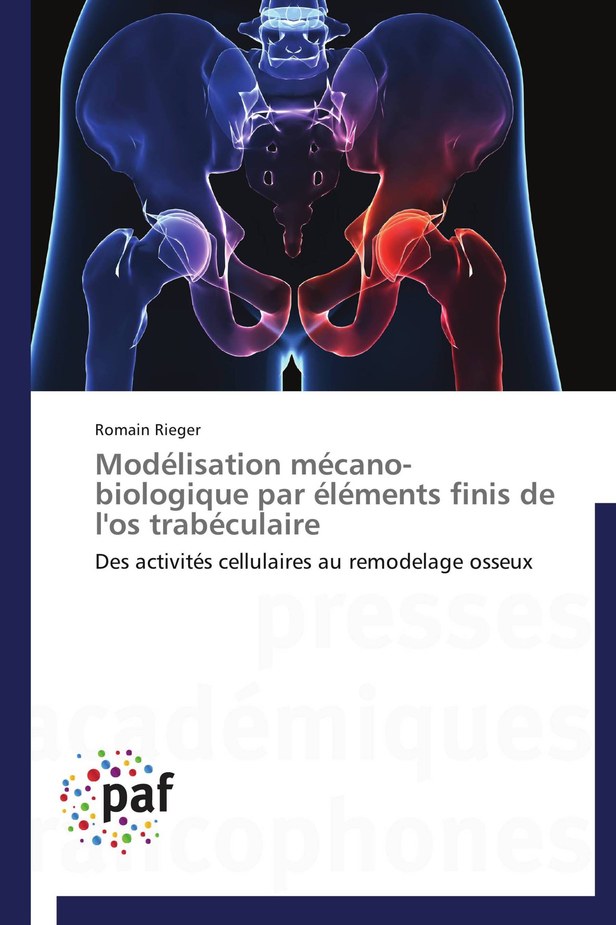 Modélisation mécano-biologique par éléments finis de l'os trabéculaire