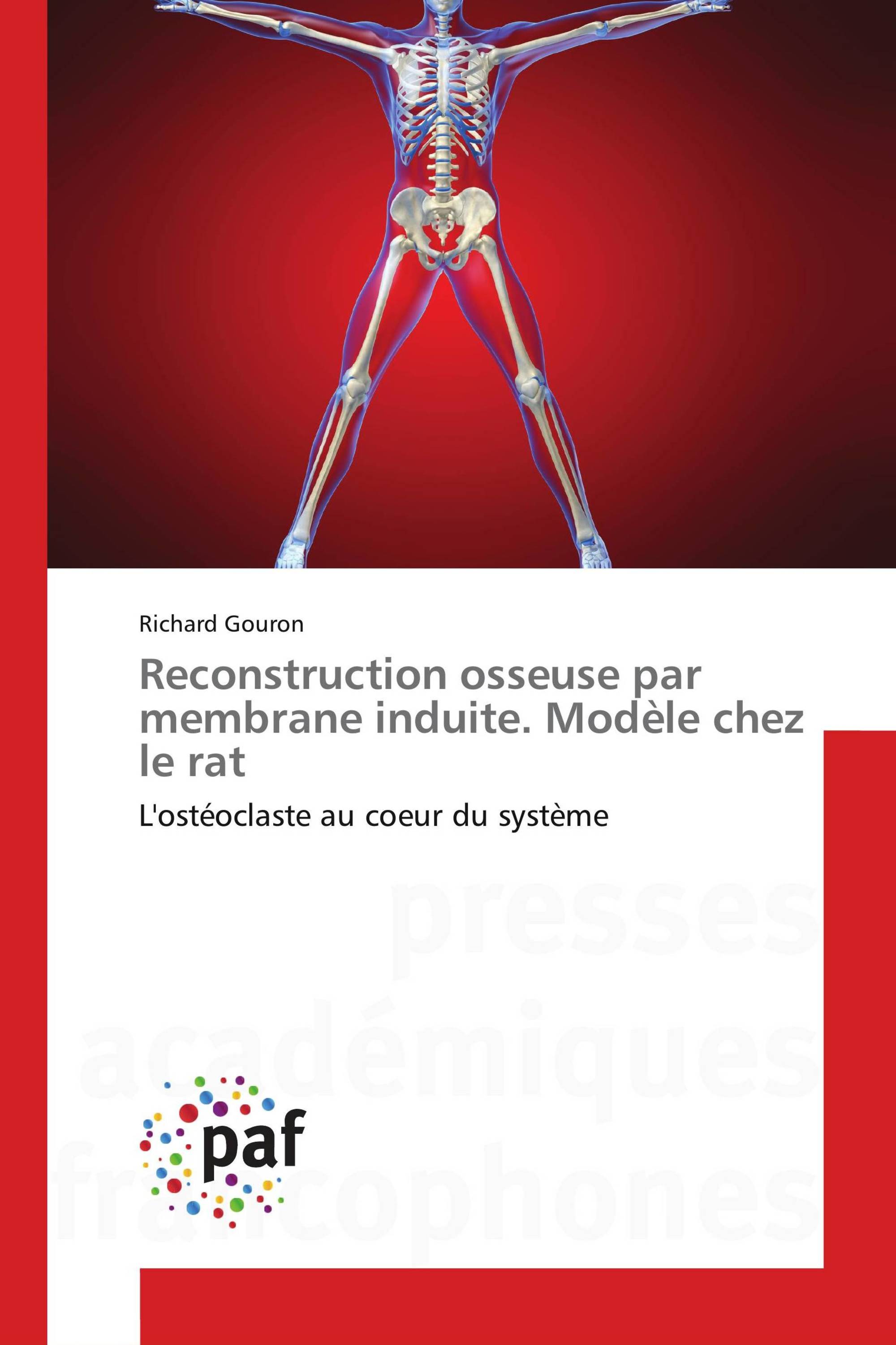 Reconstruction osseuse par membrane induite. Modèle chez le rat