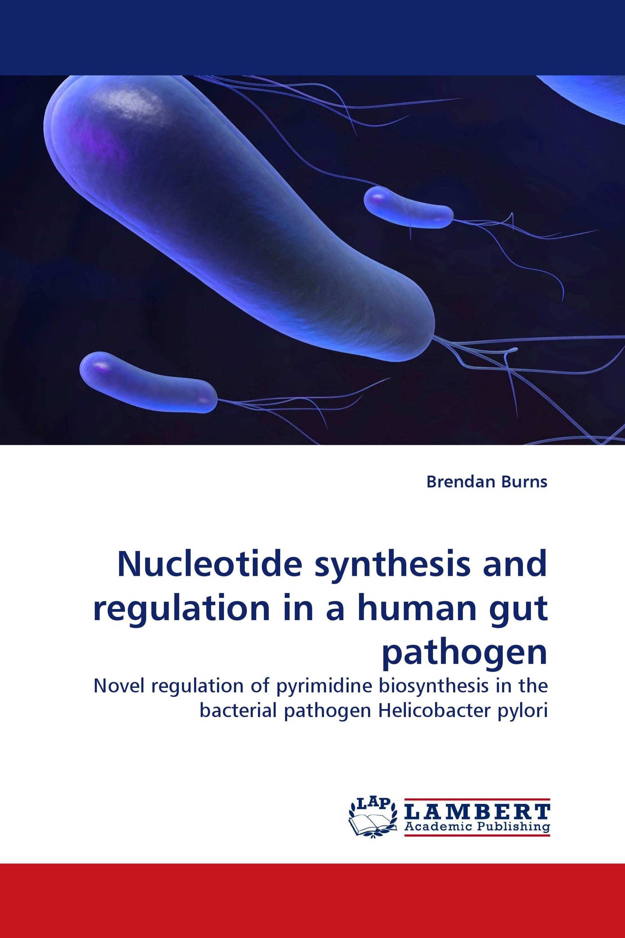 Nucleotide synthesis and regulation in a human gut pathogen