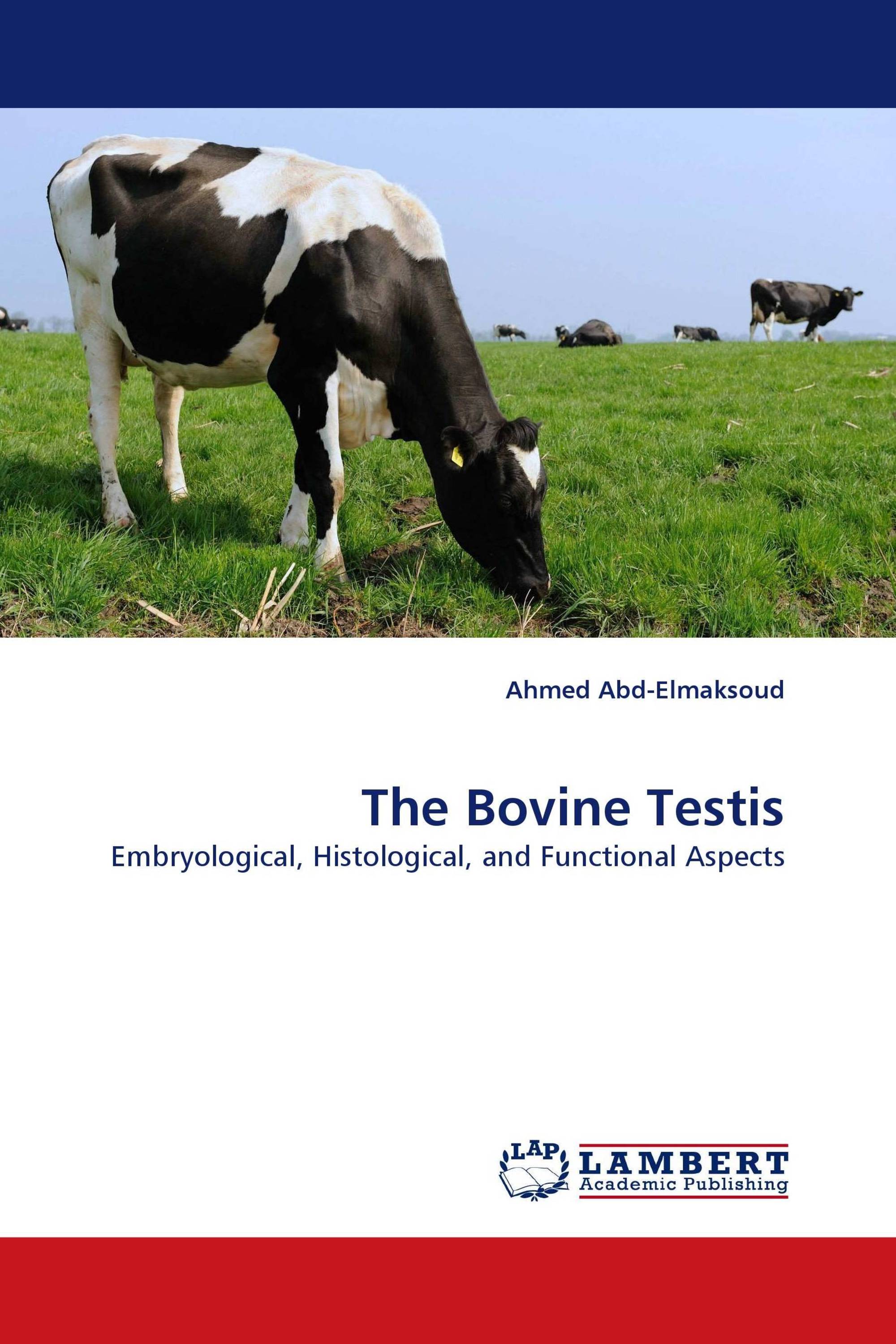 The Bovine Testis