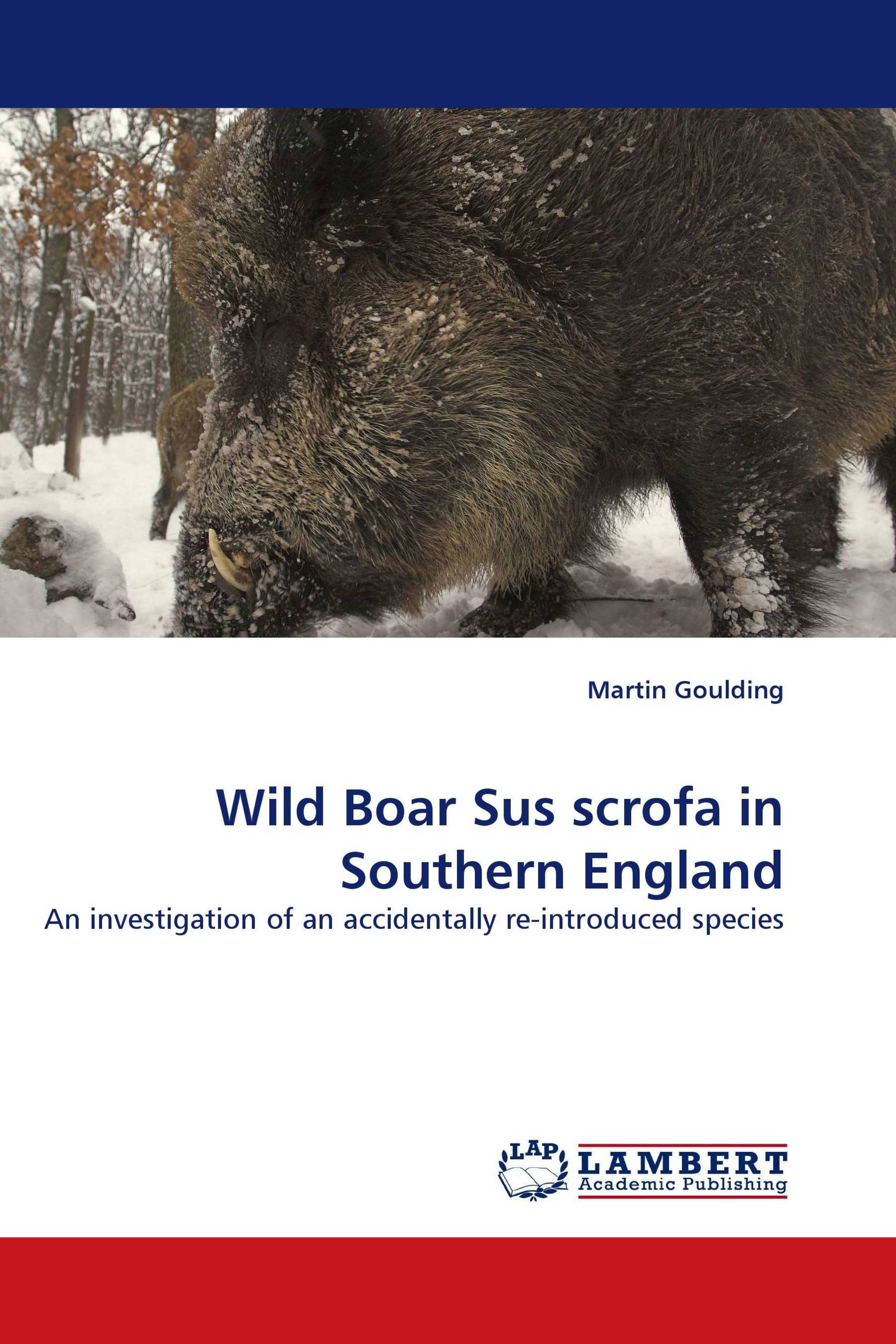 Wild Boar Sus scrofa in Southern England