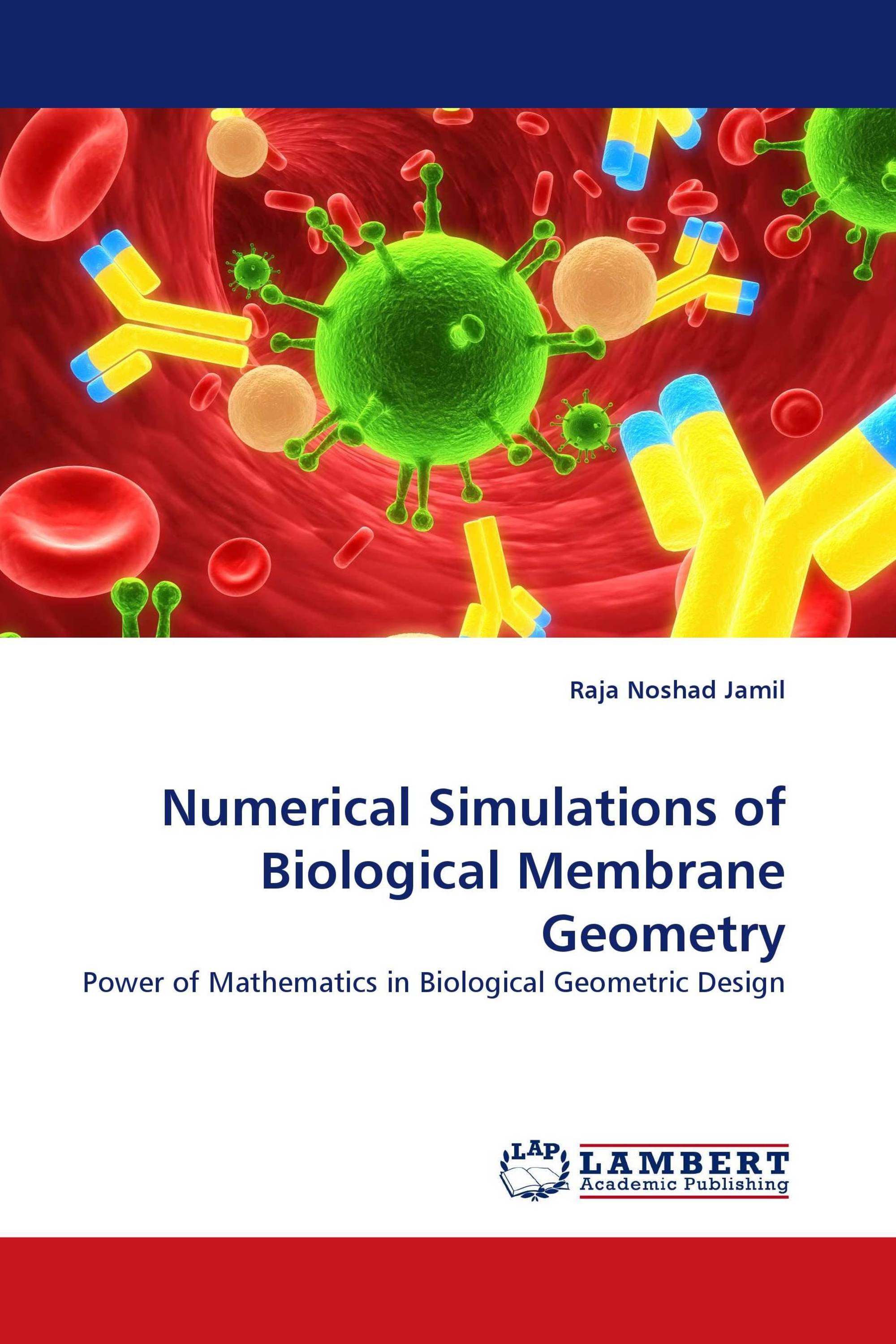 Numerical Simulations of Biological Membrane Geometry