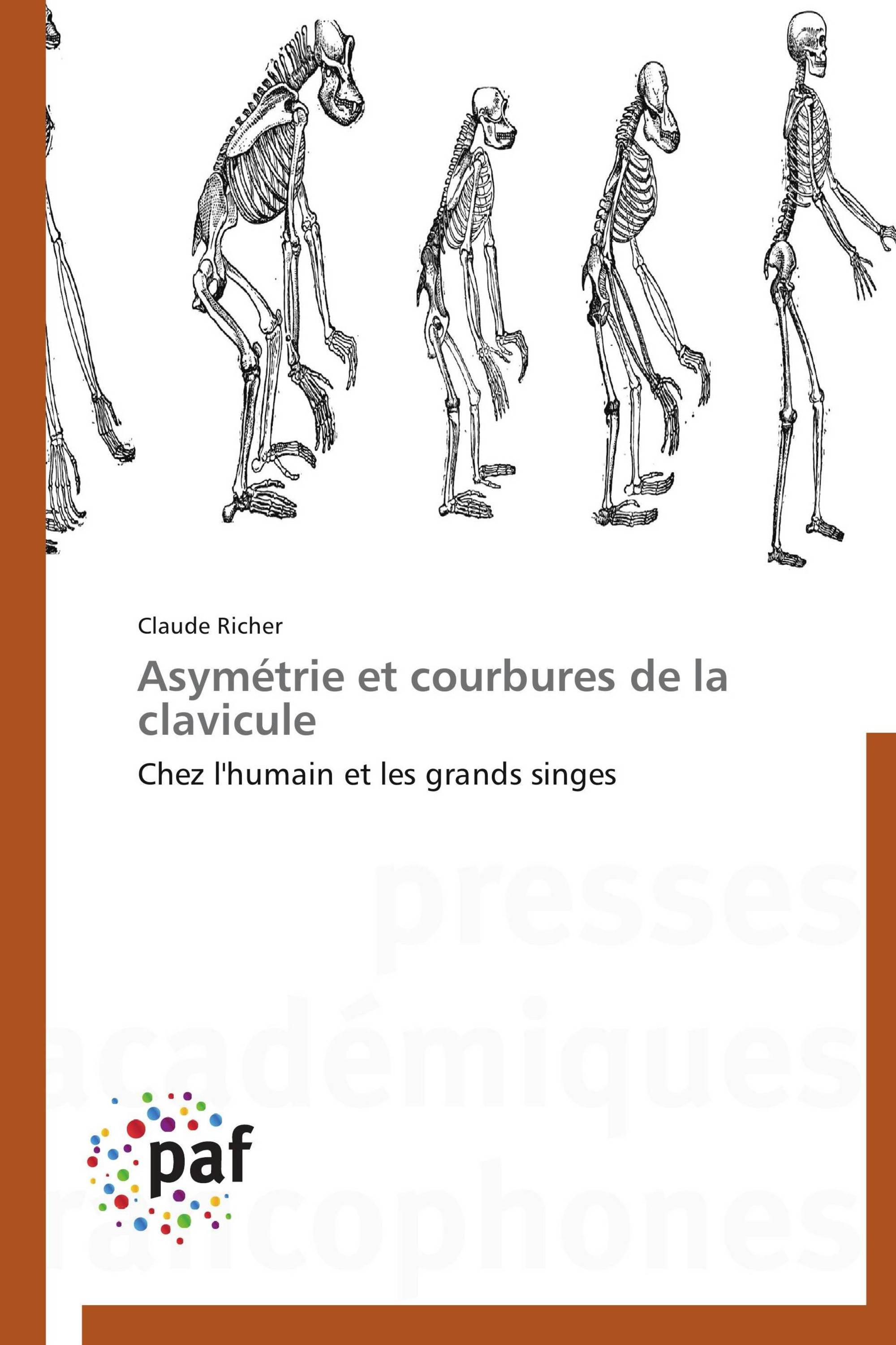 Asymétrie et courbures de la clavicule