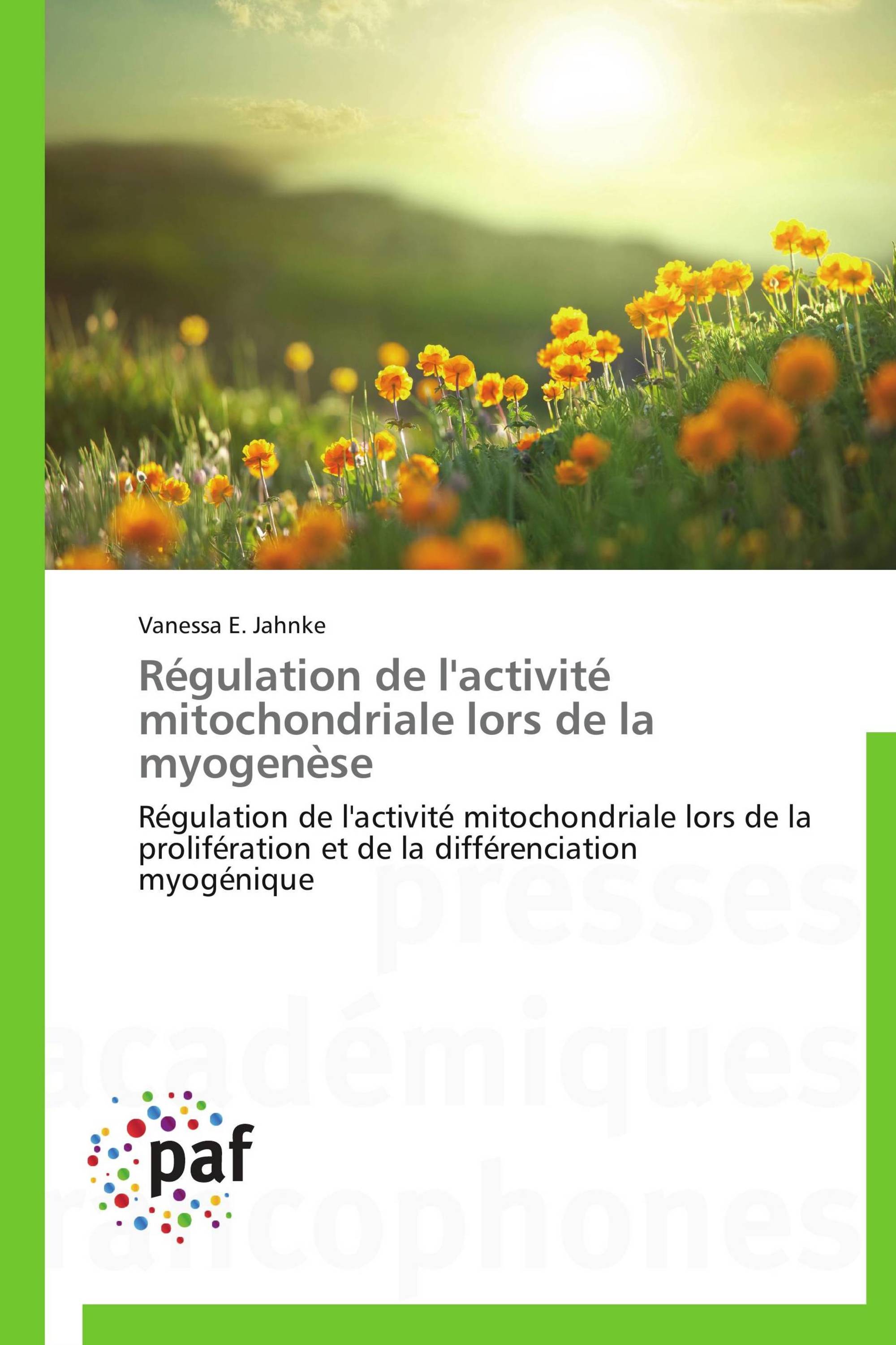 Régulation de l'activité mitochondriale lors de la myogenèse