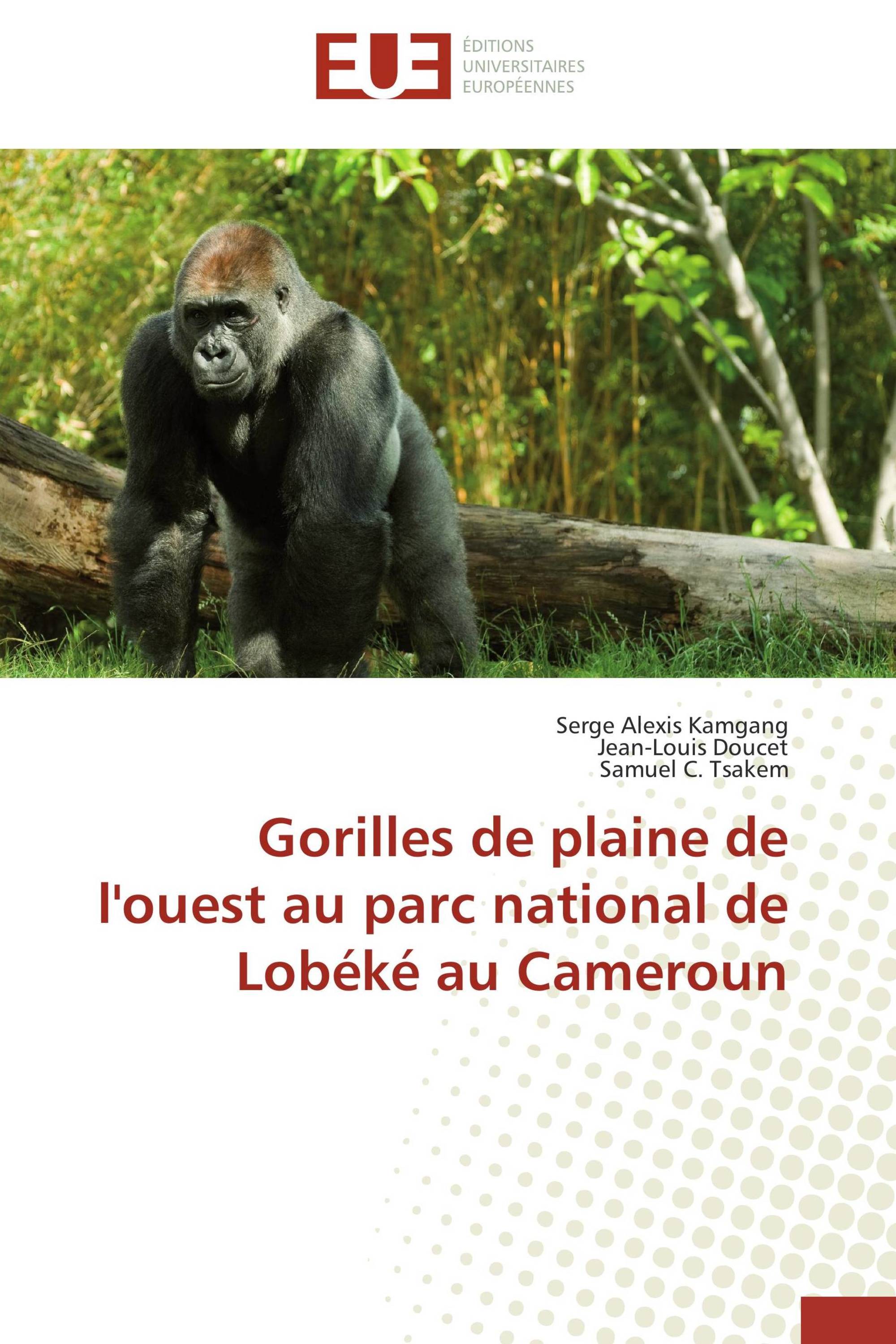 Gorilles de plaine de l'ouest au parc national de Lobéké au Cameroun