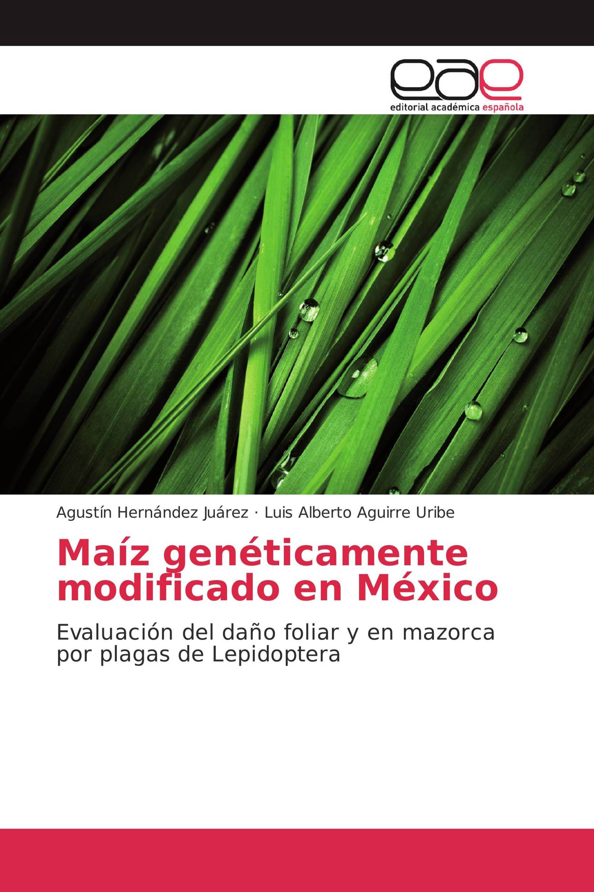 Maíz genéticamente modificado en México