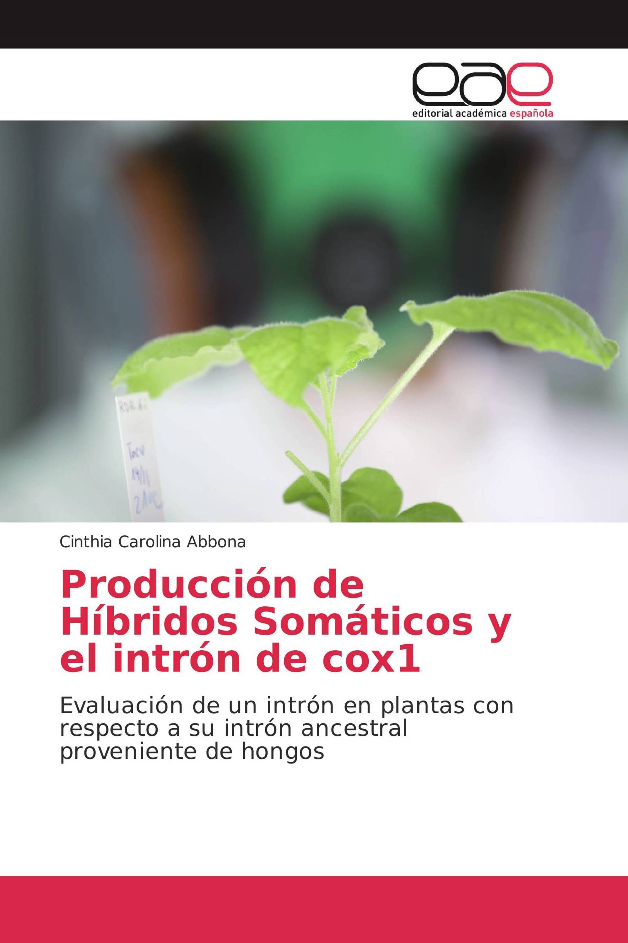 Producción de Híbridos Somáticos y el intrón de cox1