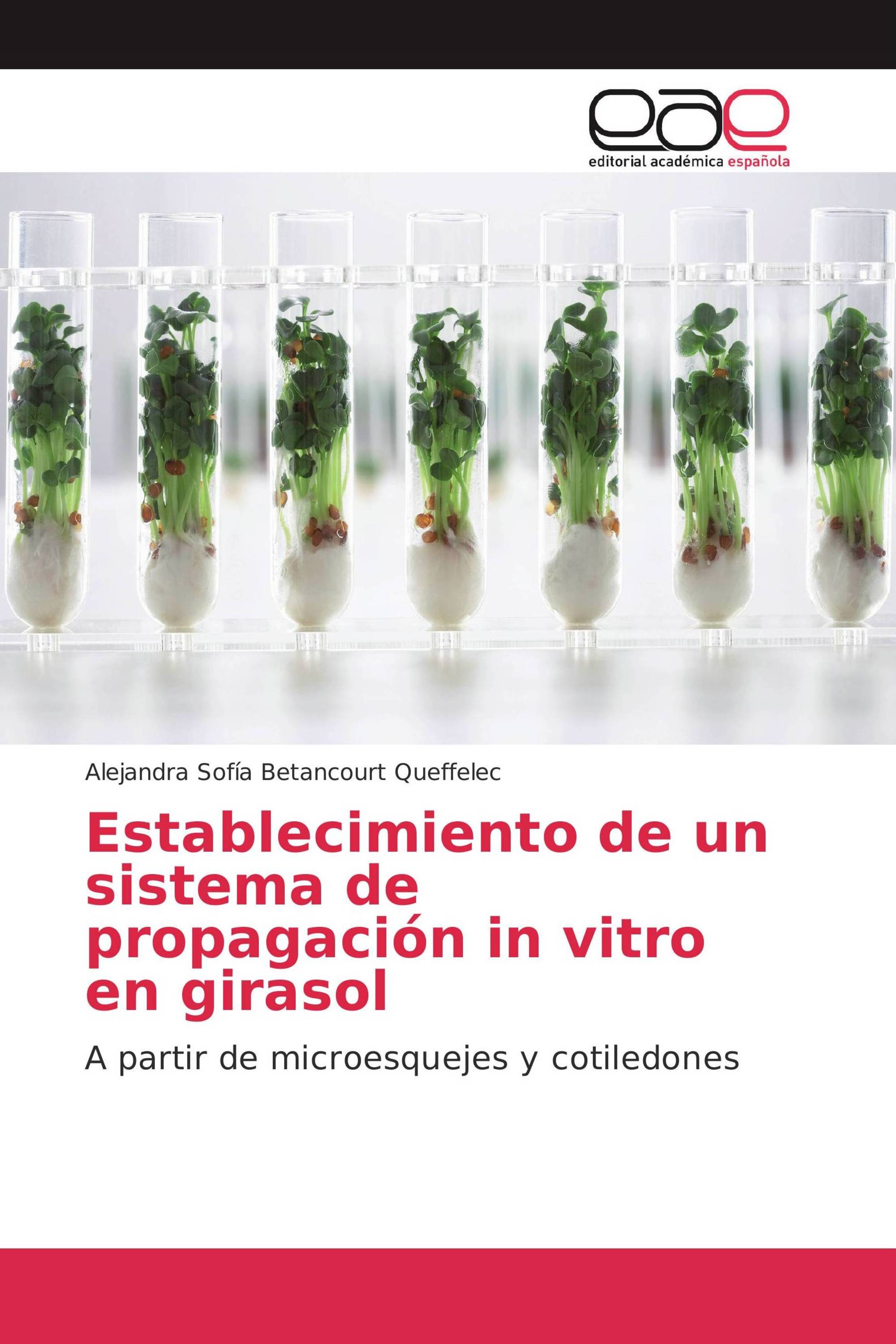 Establecimiento de un sistema de propagación in vitro en girasol