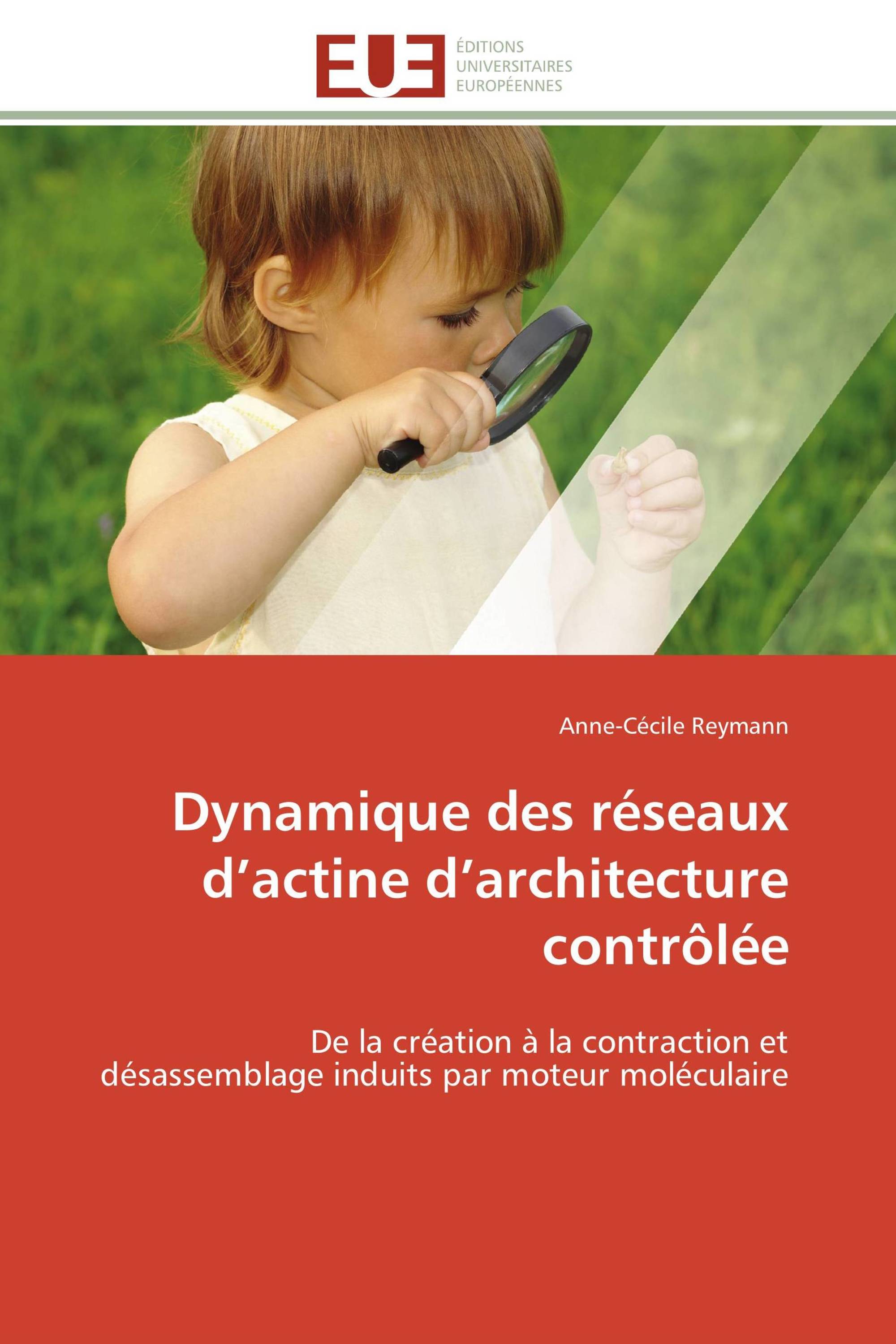 Dynamique des réseaux d’actine d’architecture contrôlée