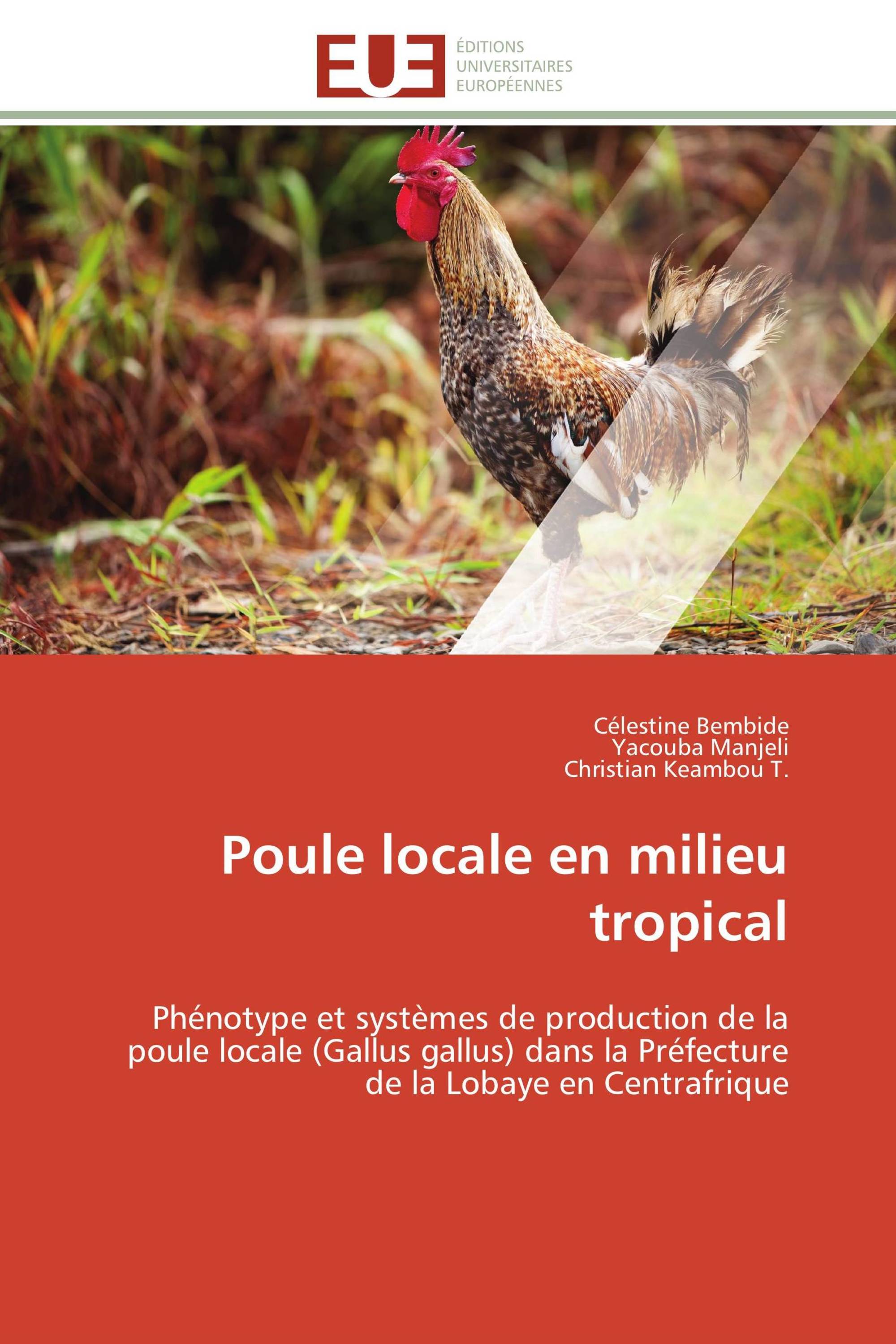 Poule locale en milieu tropical