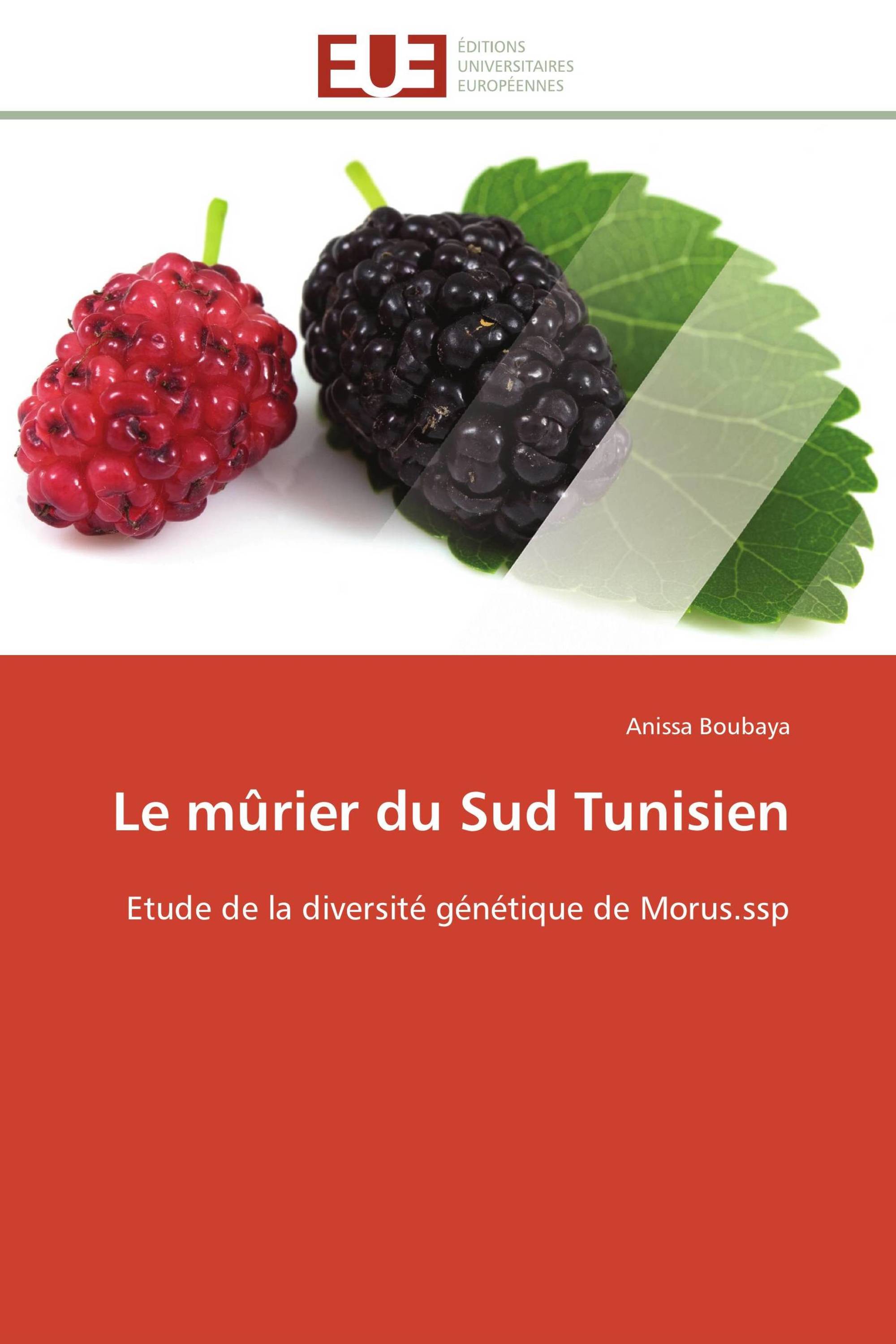 Le mûrier du Sud Tunisien