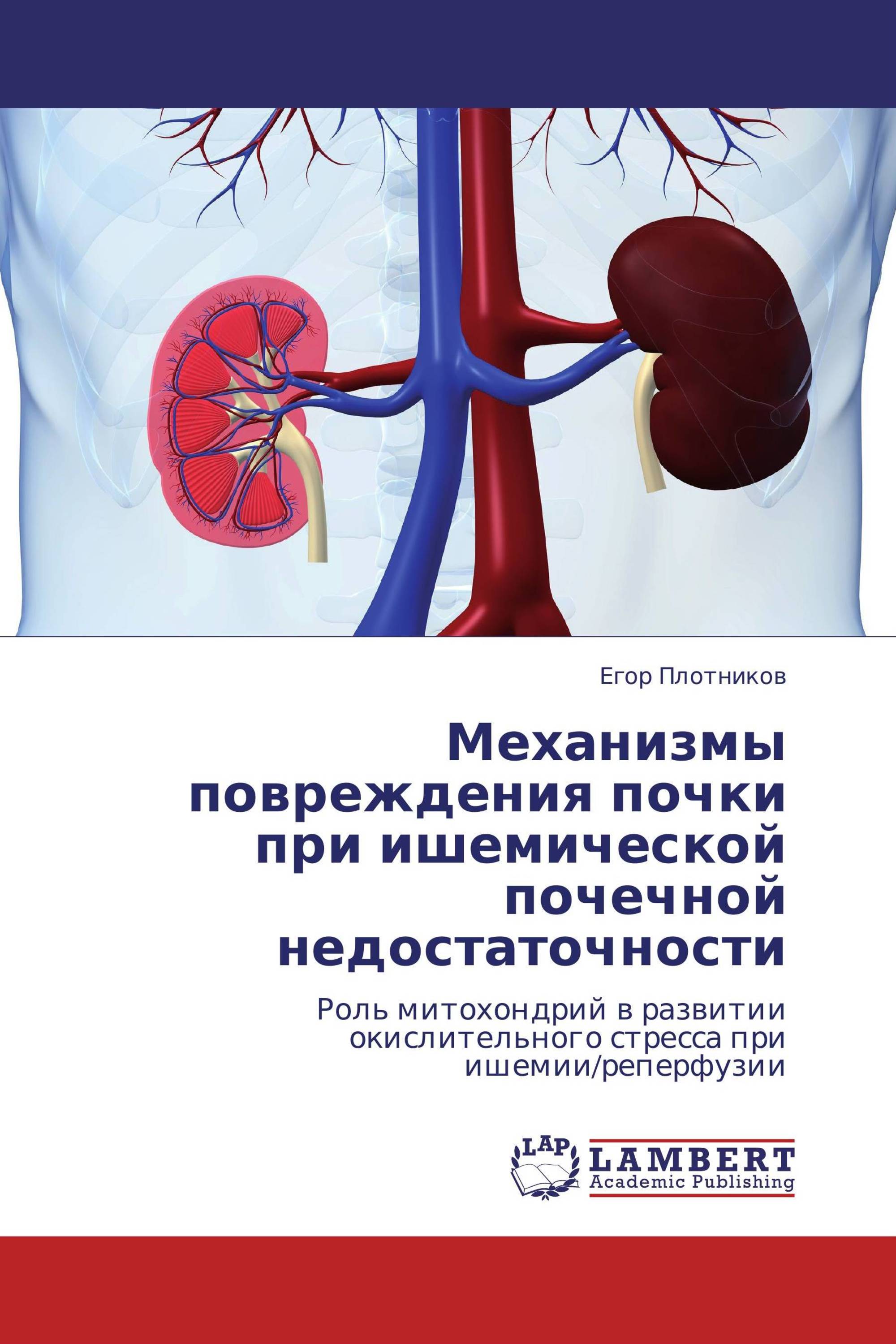 Механизмы повреждения почки при ишемической почечной недостаточности