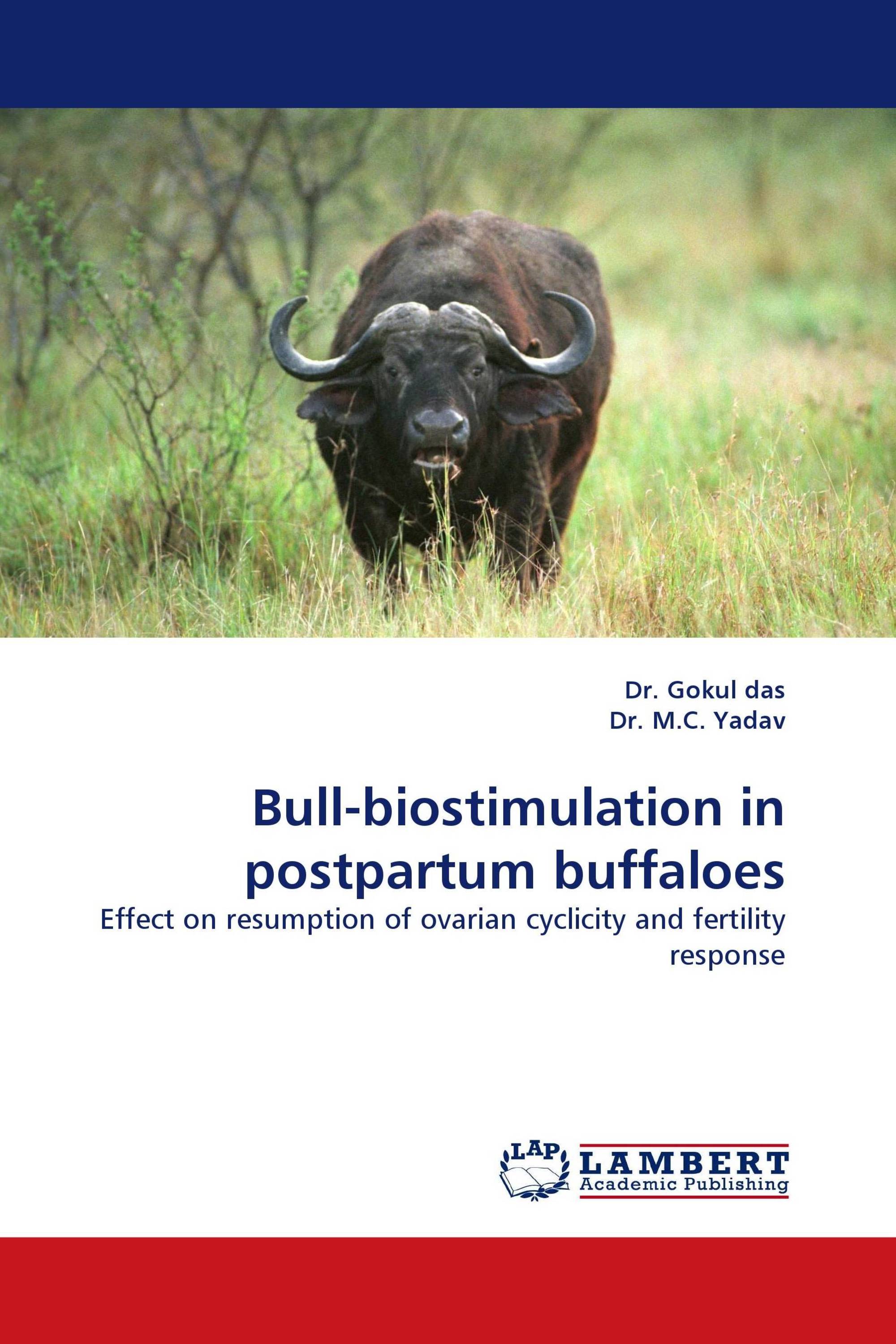 Bull-biostimulation in postpartum buffaloes