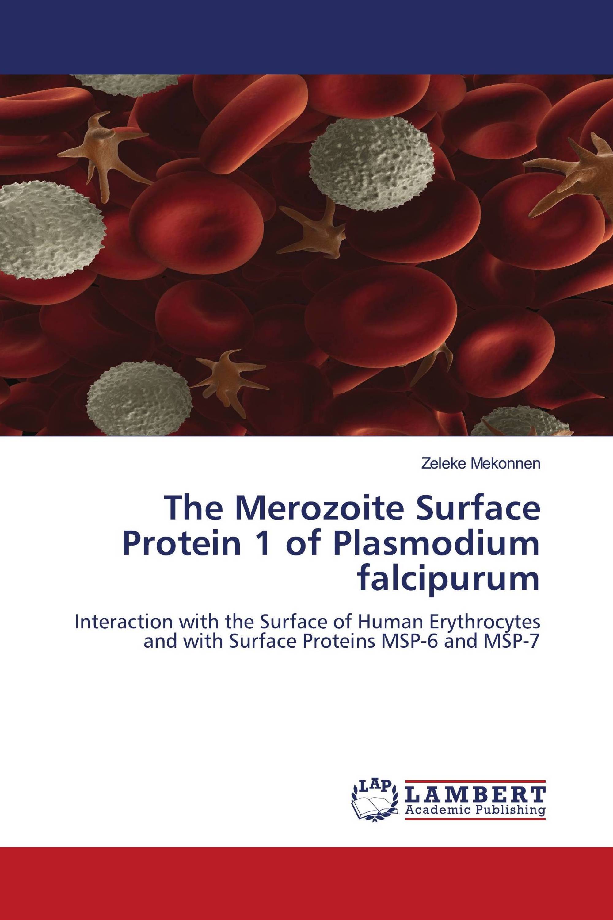 The Merozoite Surface Protein 1 of Plasmodium falcipurum