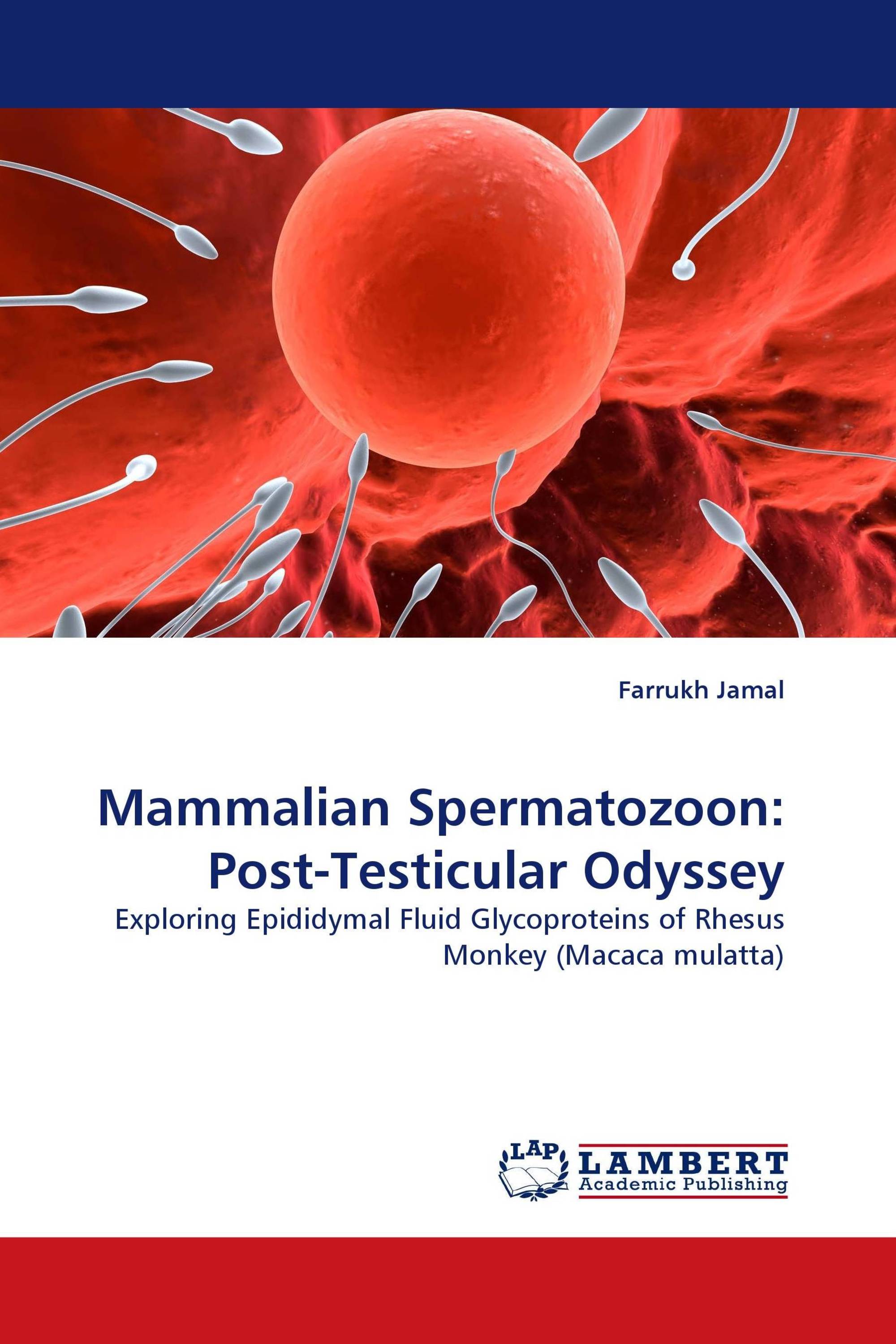 Mammalian Spermatozoon: Post-Testicular Odyssey