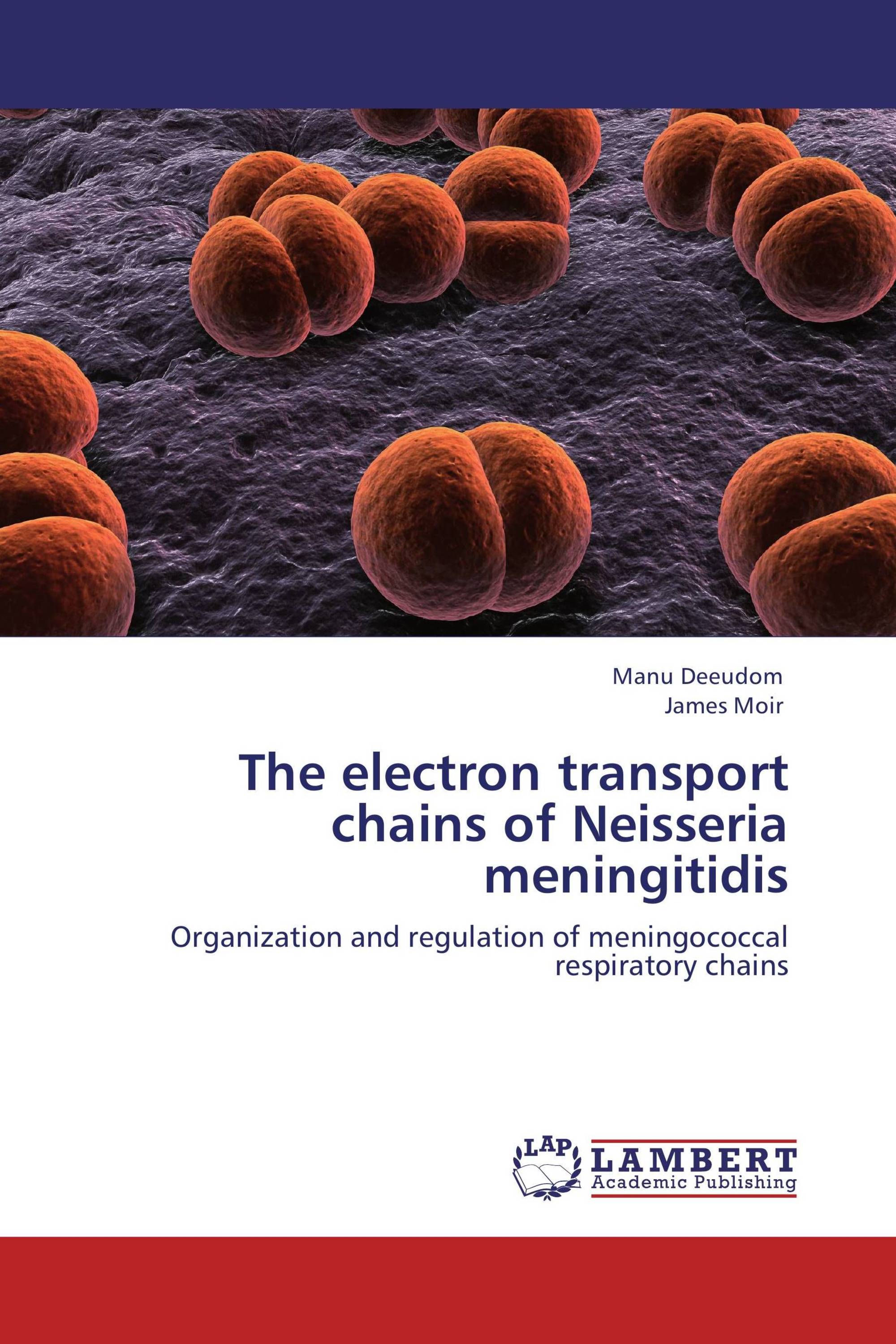 The electron transport chains of Neisseria meningitidis