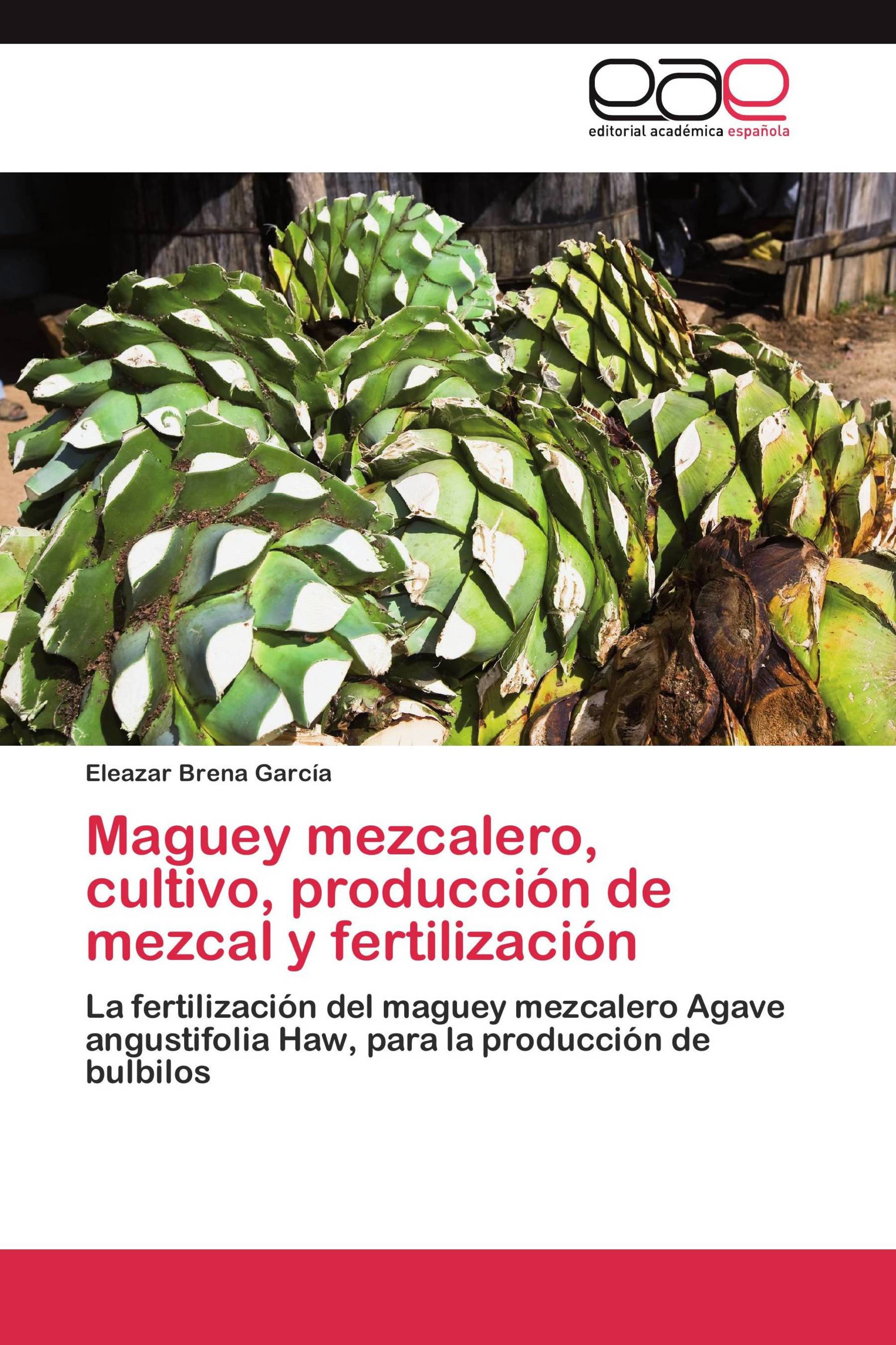 Maguey mezcalero, cultivo, producción de mezcal y fertilización