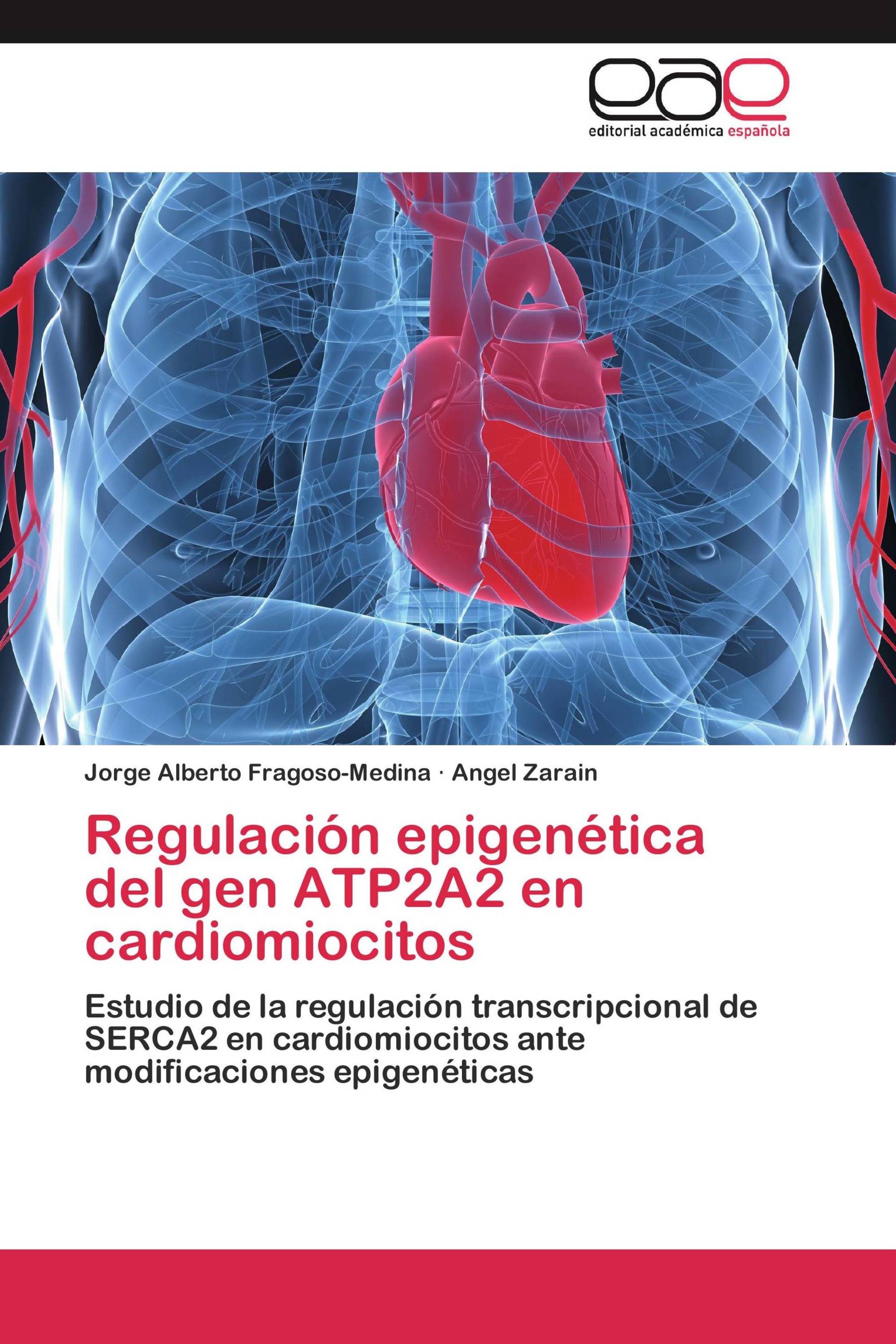 Regulación epigenética del gen ATP2A2 en cardiomiocitos