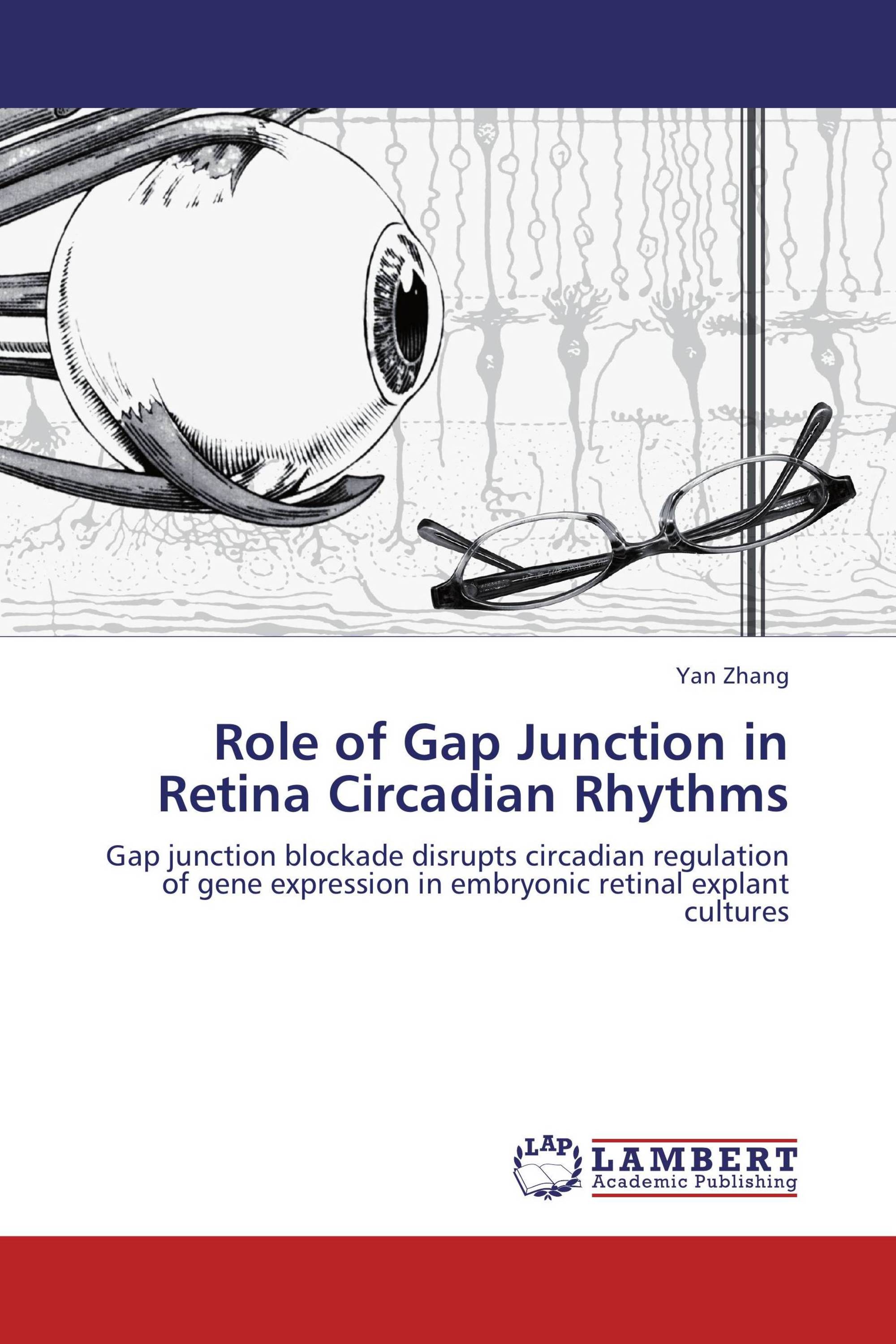 Role of Gap Junction in Retina Circadian Rhythms