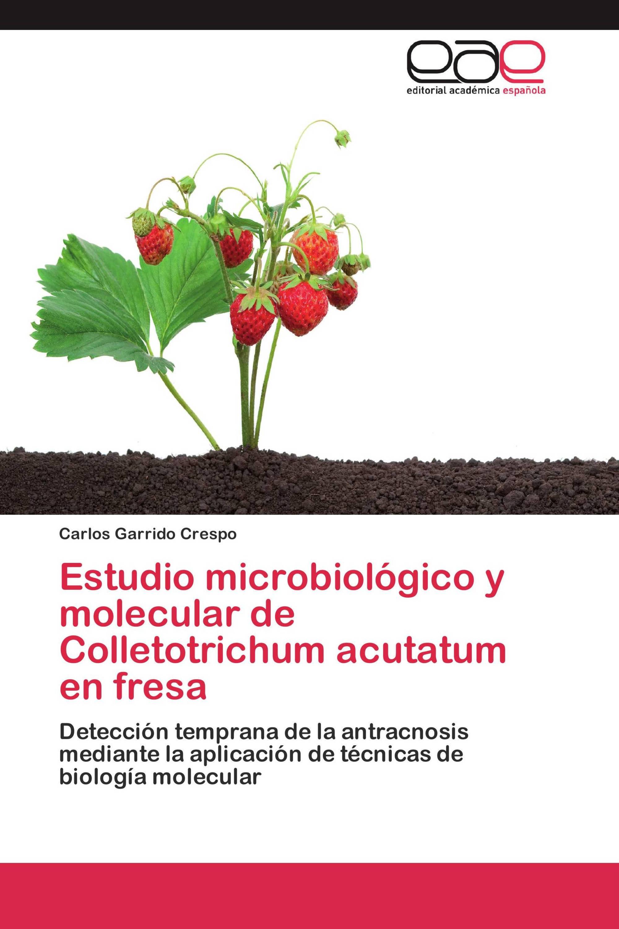 Estudio microbiológico y molecular de Colletotrichum acutatum en fresa