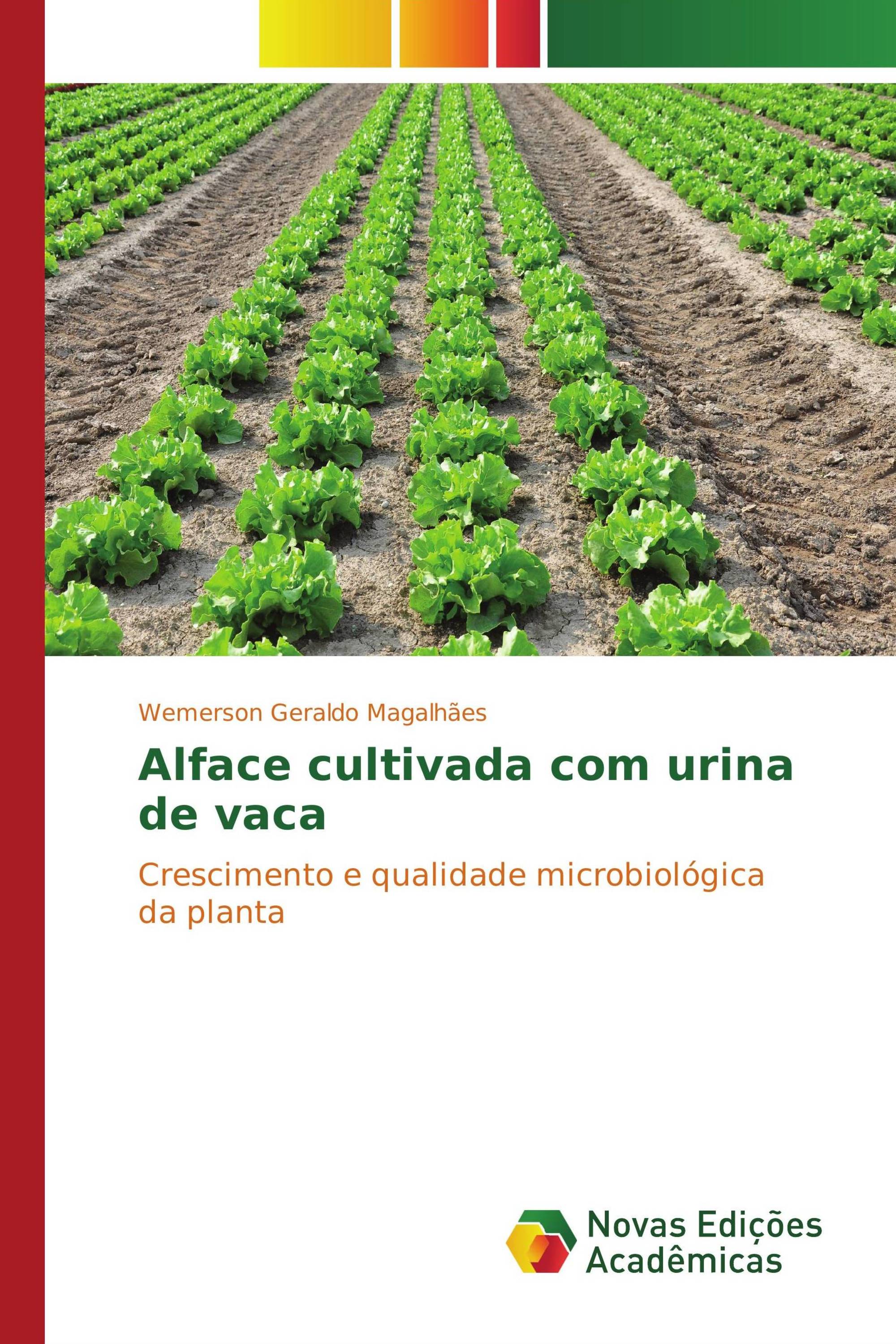 Alface cultivada com urina de vaca